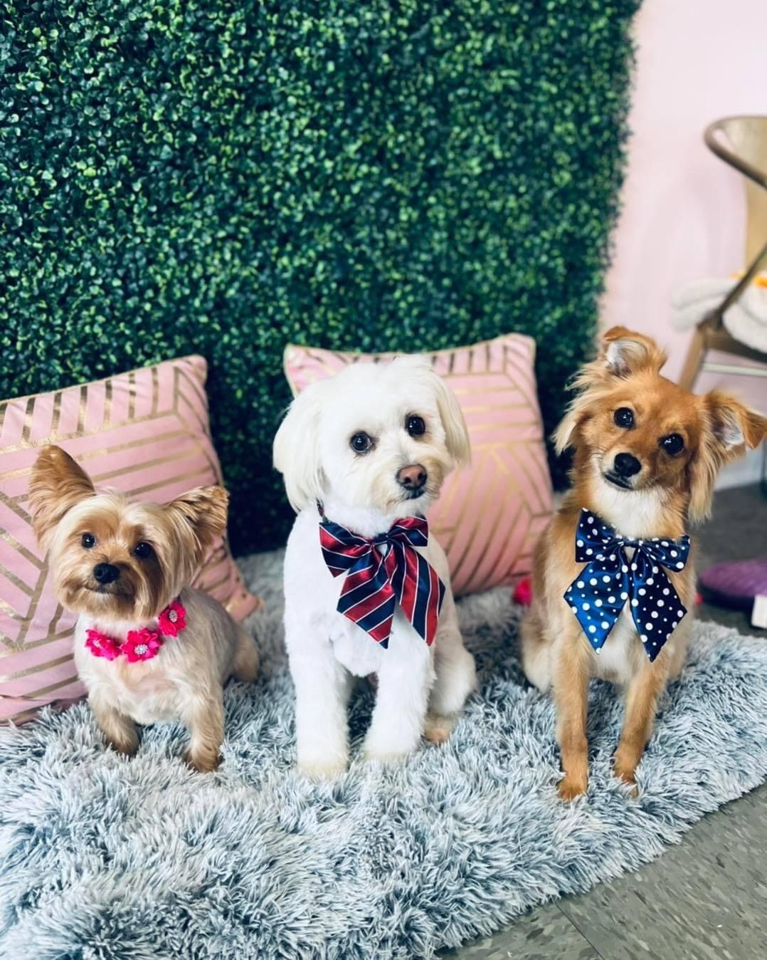 Dog grooming services