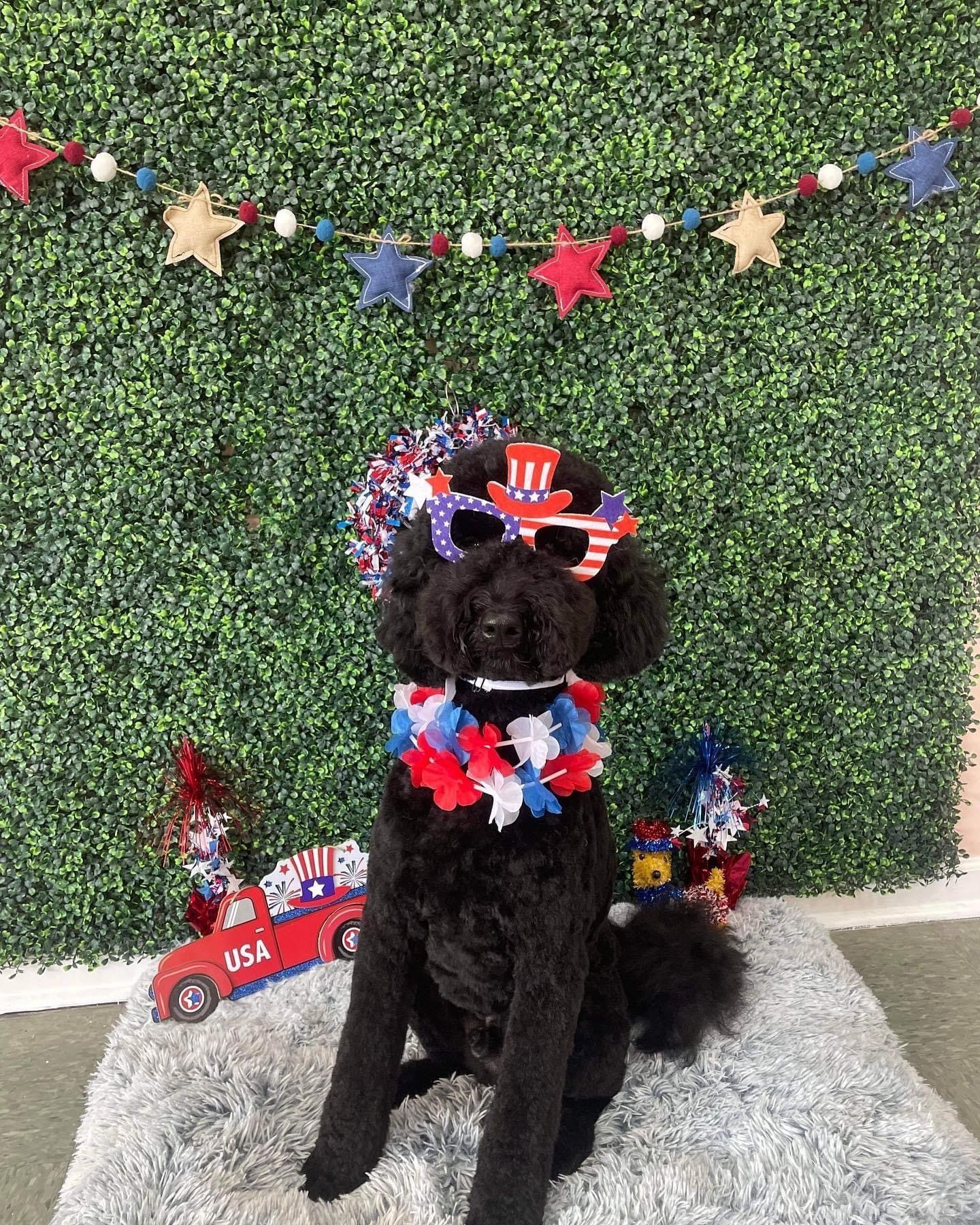 Dog grooming services