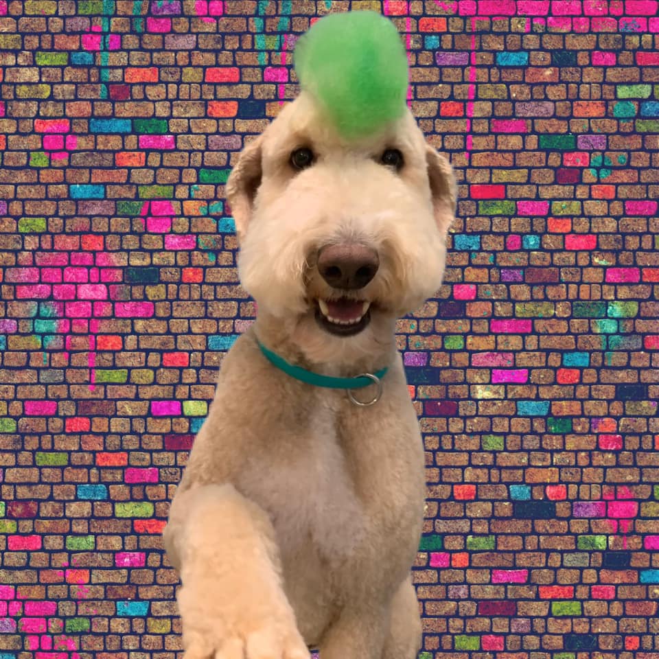 Dog grooming services