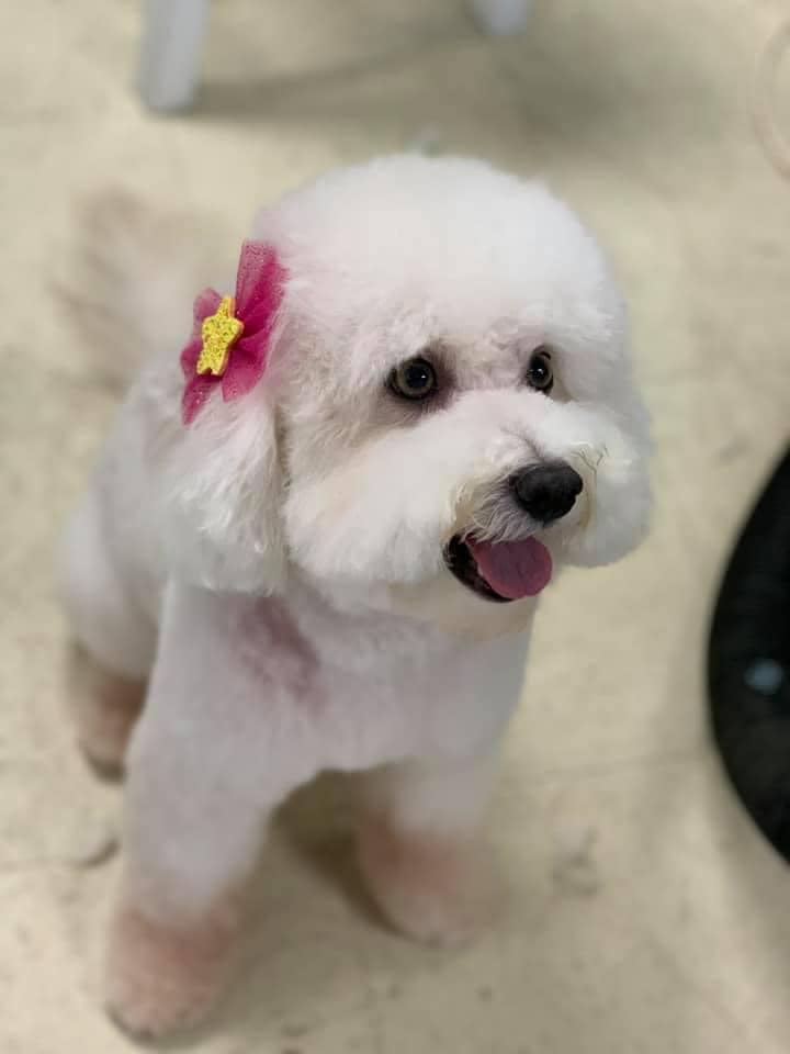 Dog grooming services