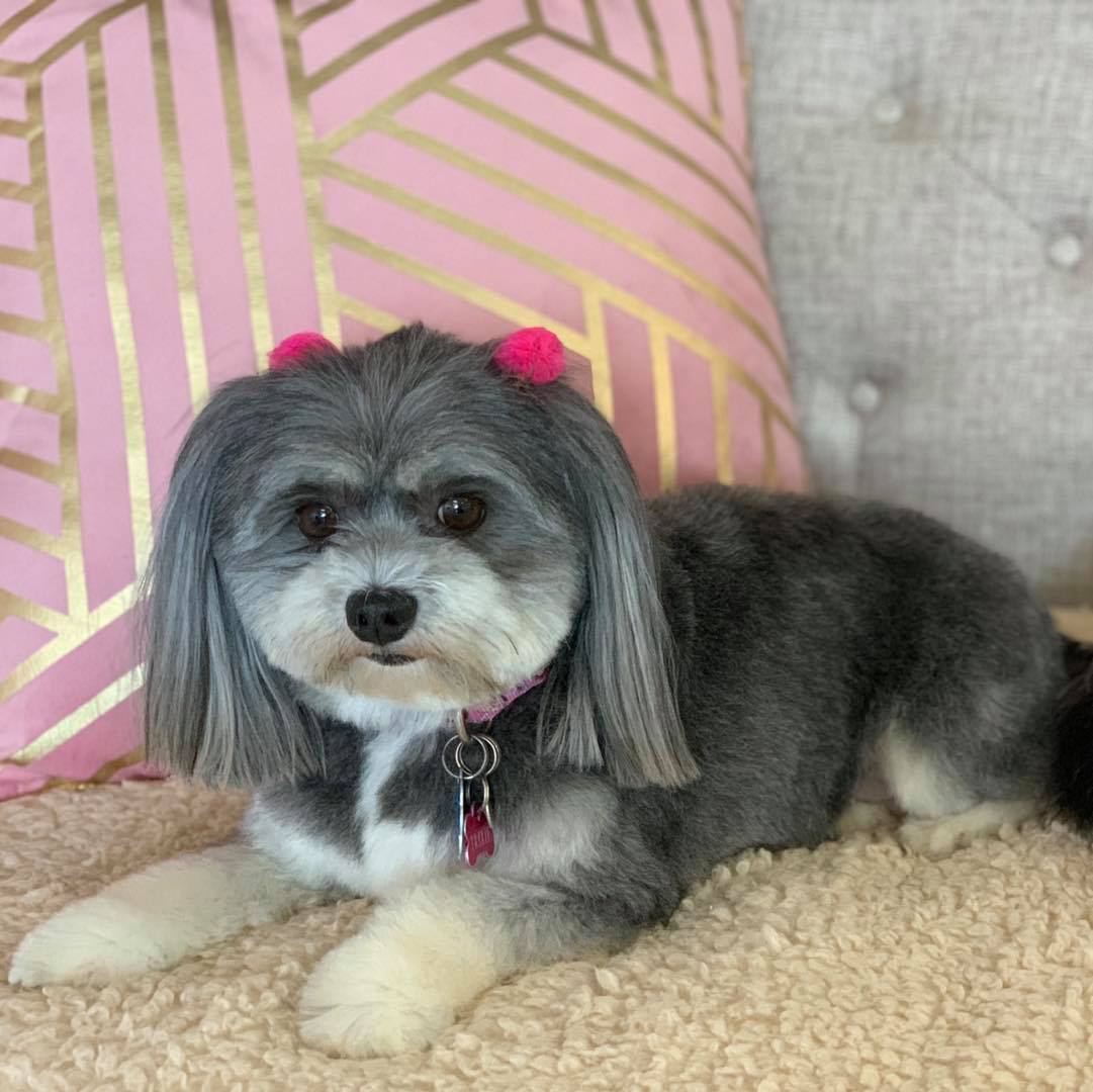 Dog grooming services