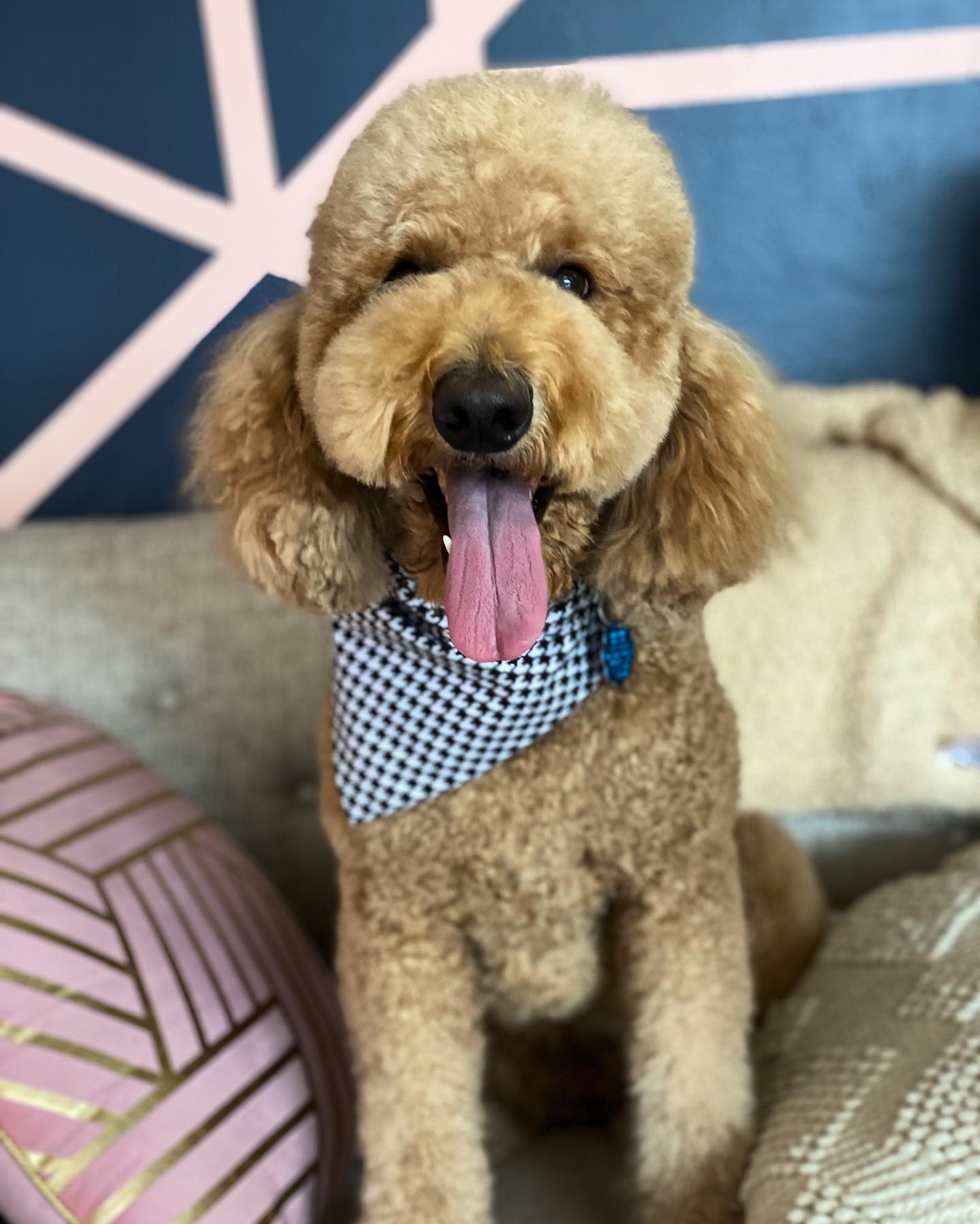 Dog grooming services