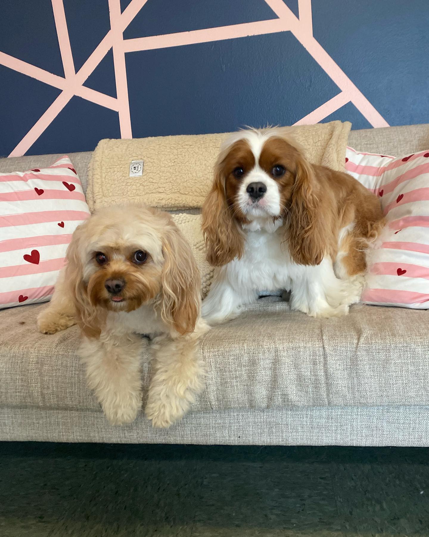 Dog grooming services