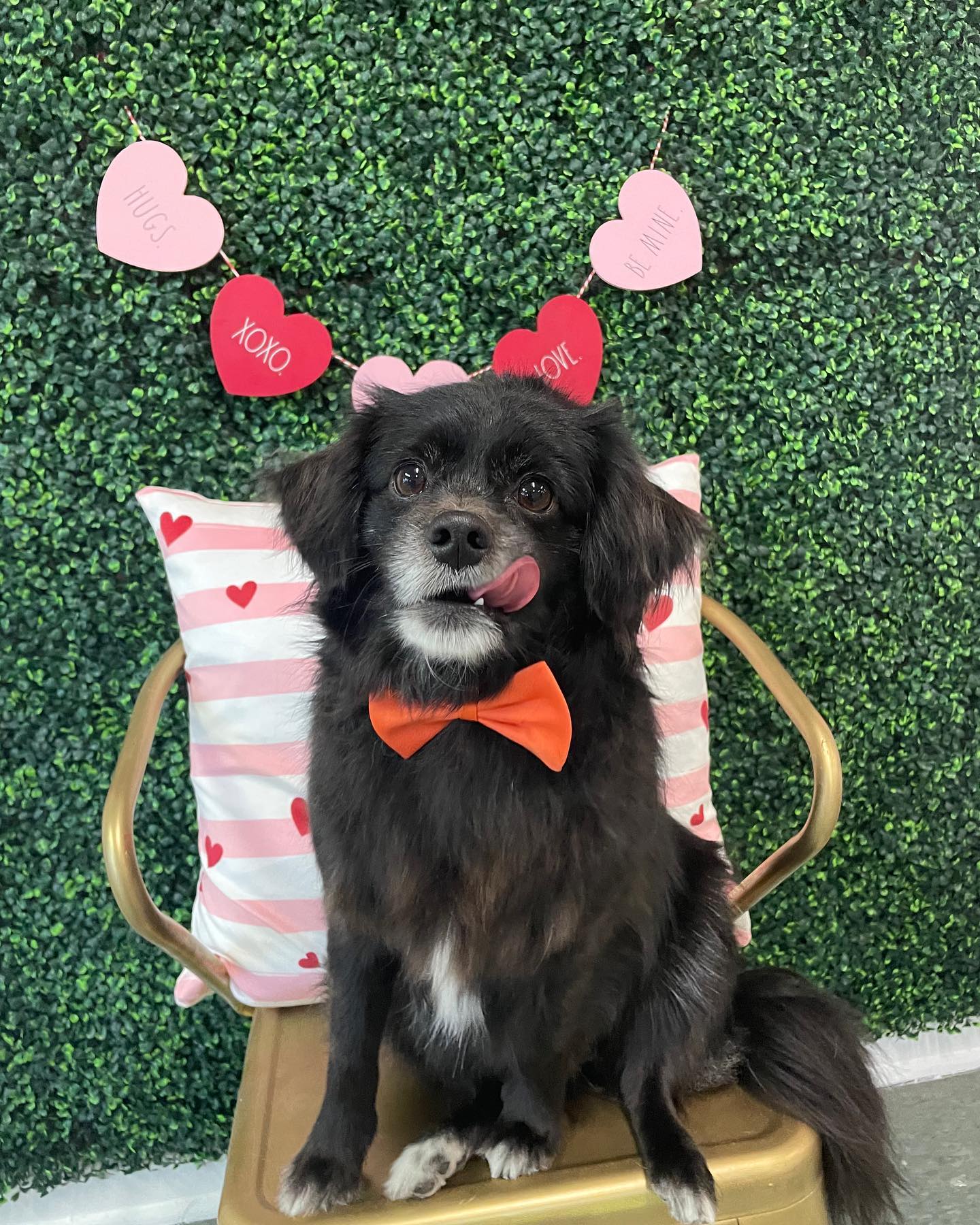 Dog grooming services