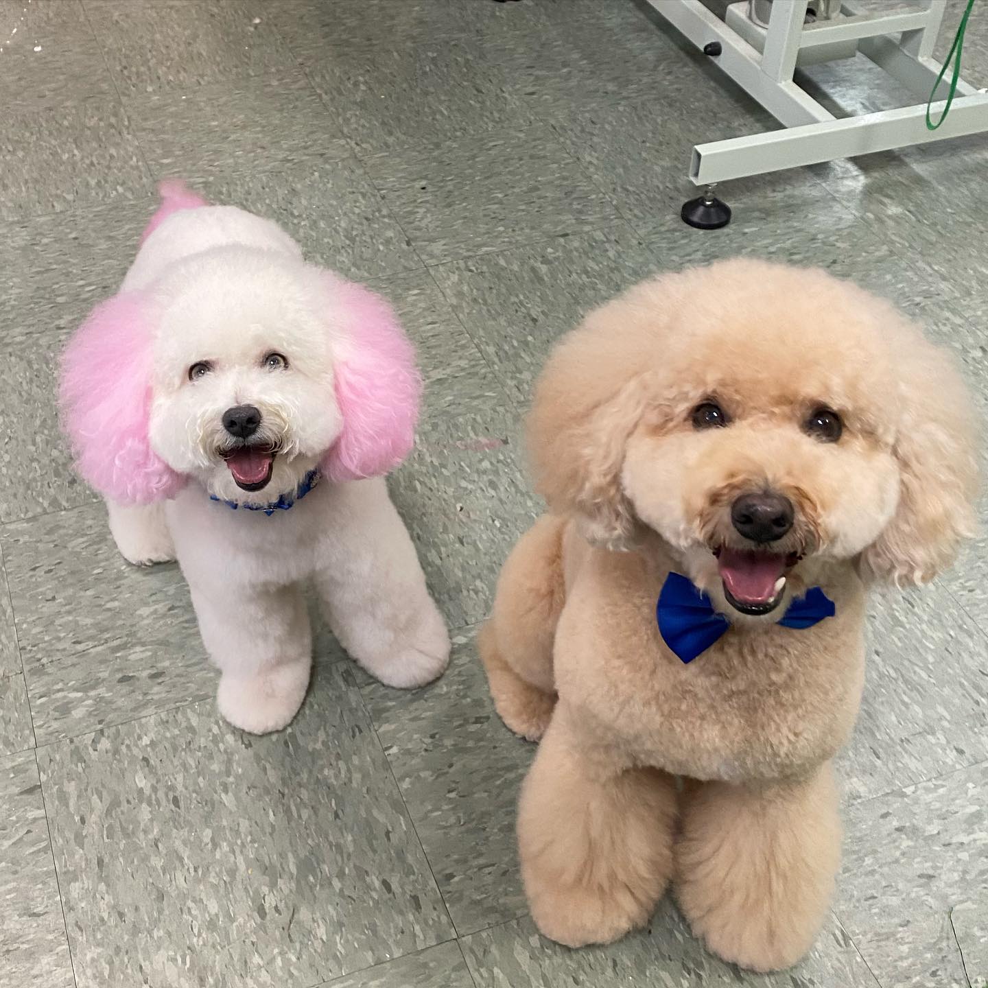 Dog grooming services