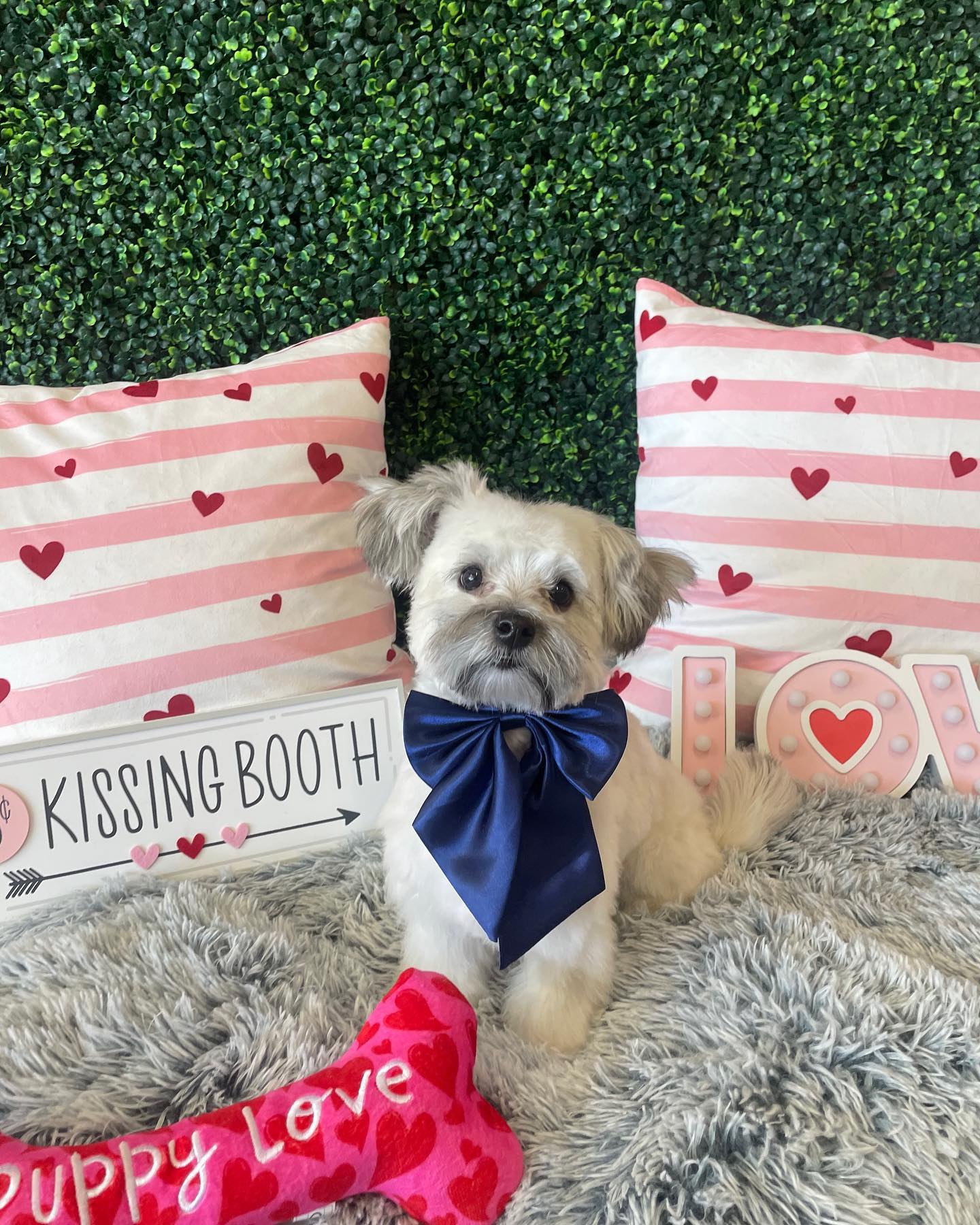 Dog grooming services