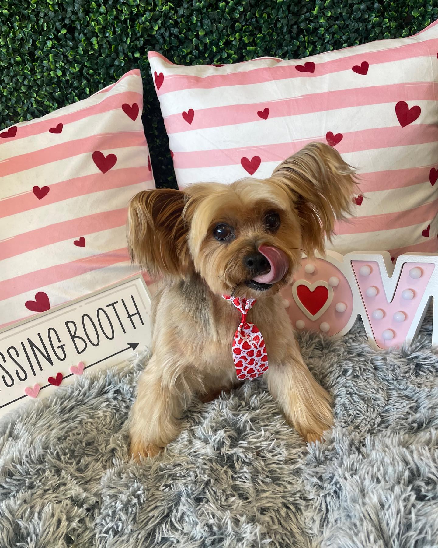 Dog Grooming | The Dapper Dog Spaw | Huntsville, AL
