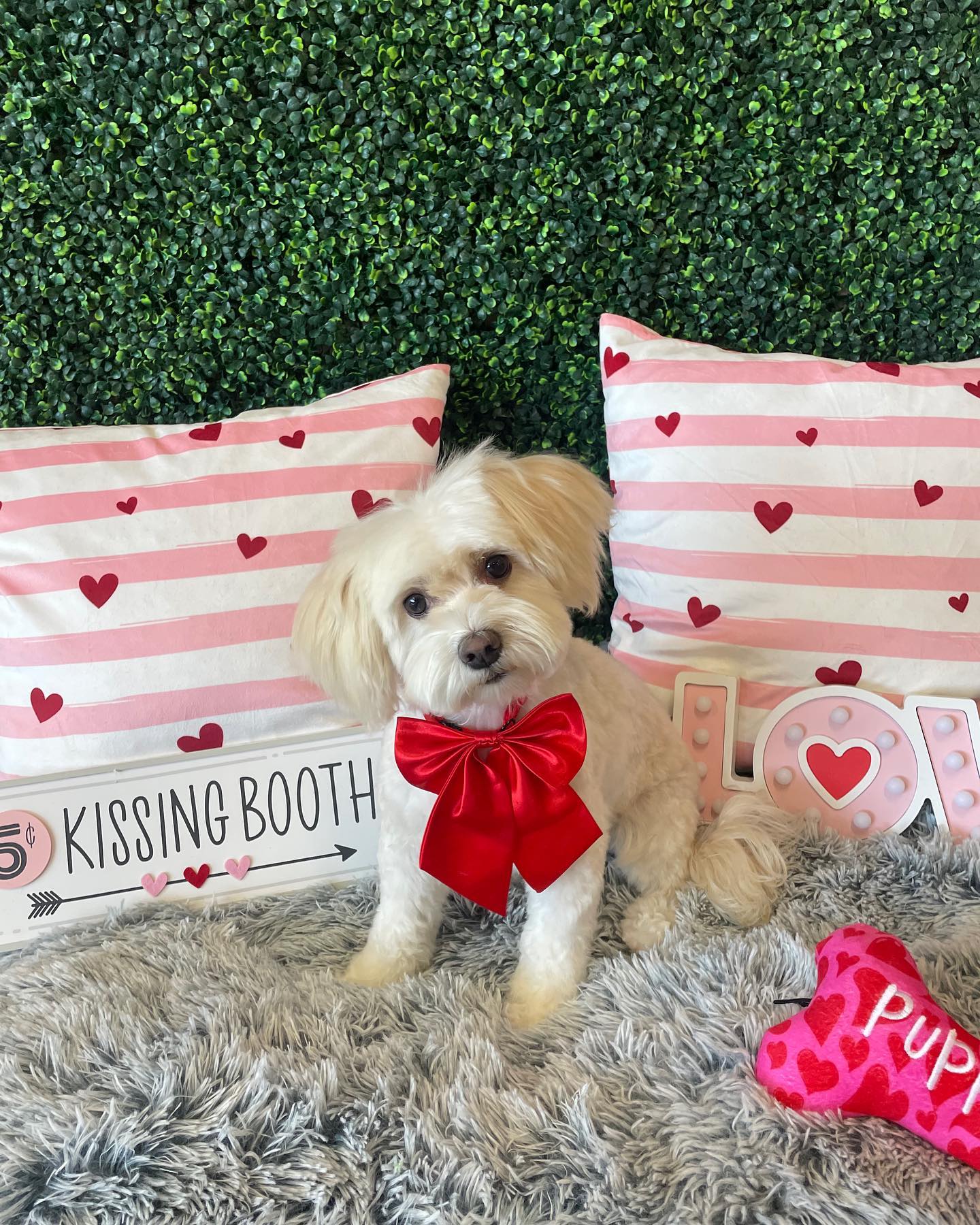 Dog grooming services