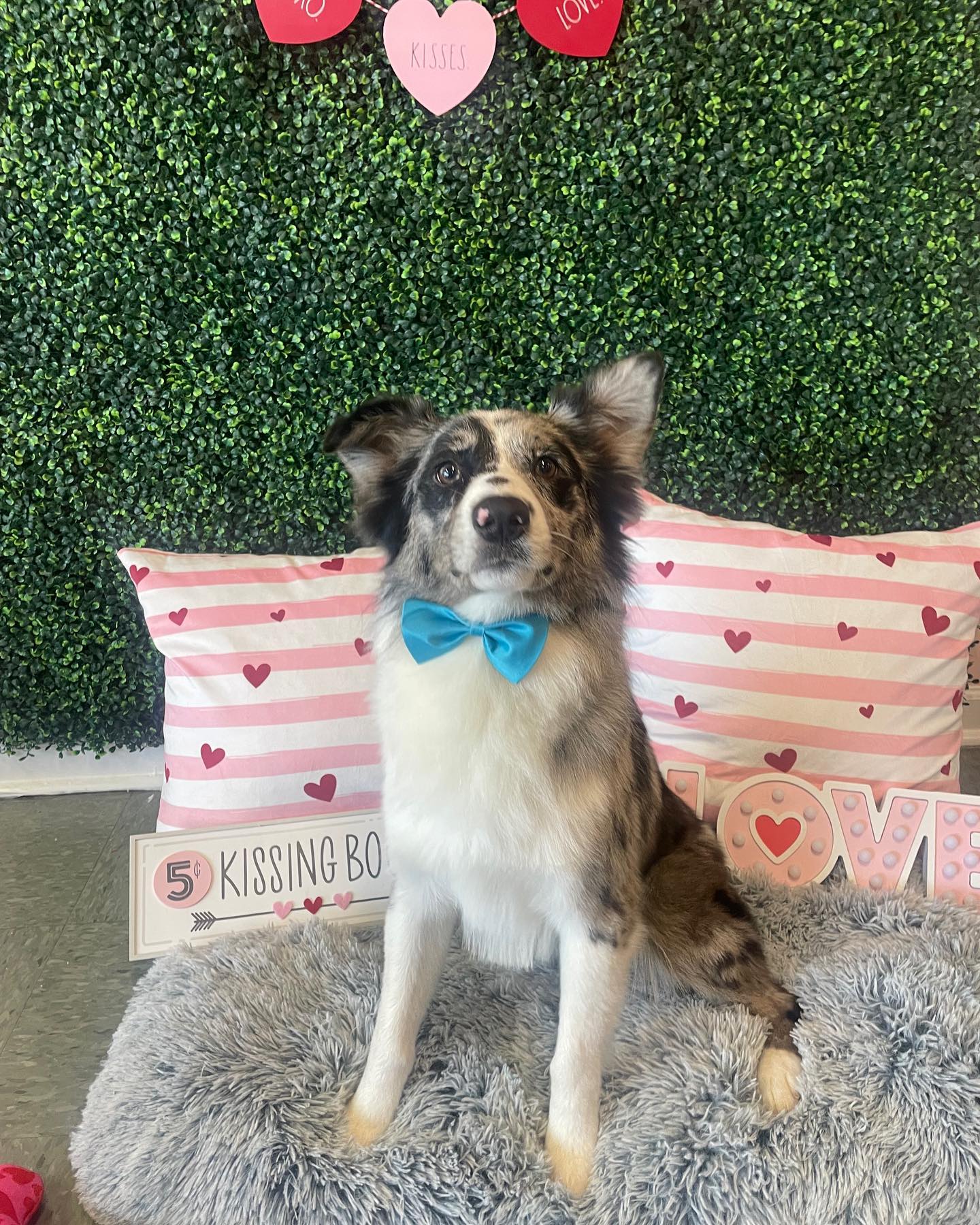 Dog grooming services