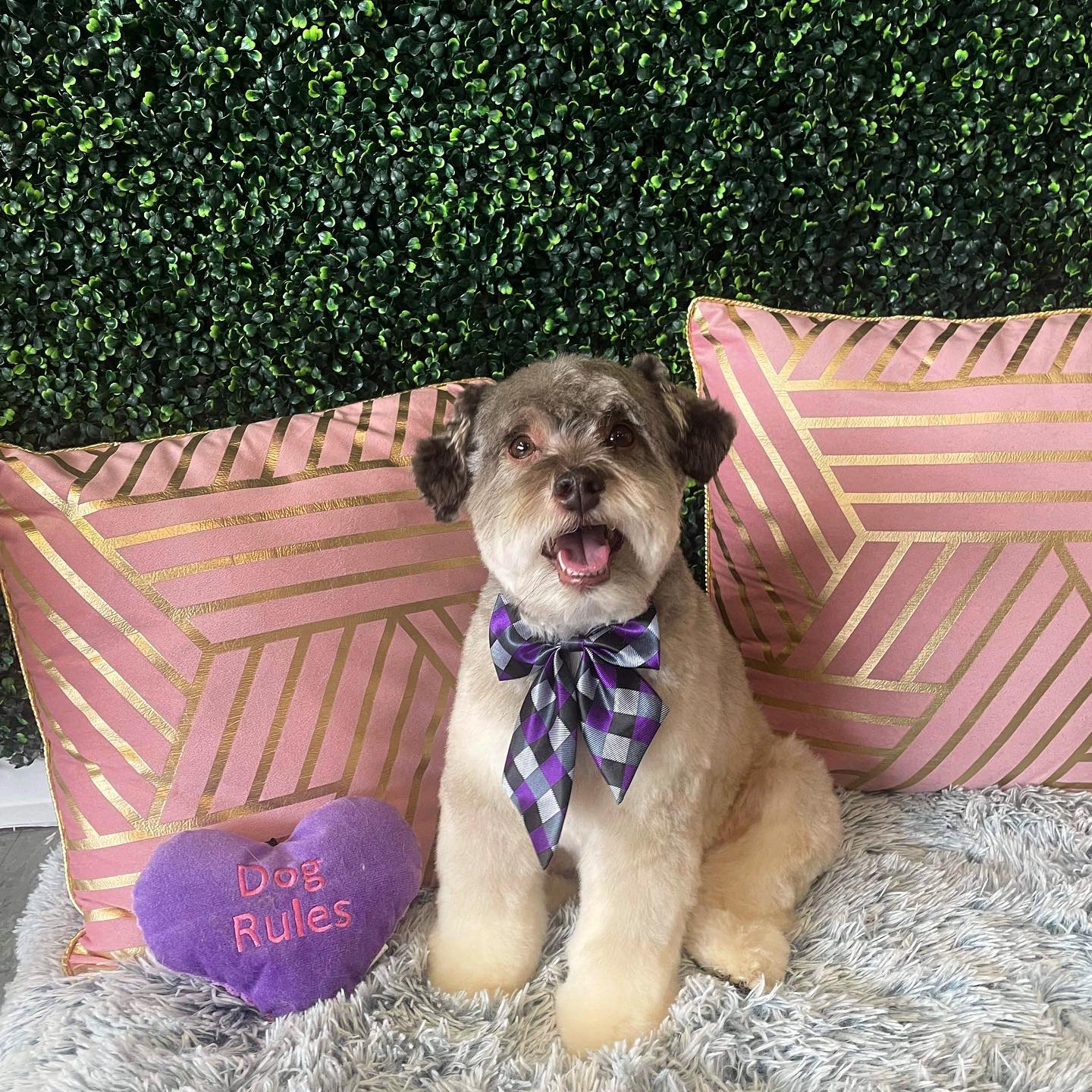 Dog grooming services