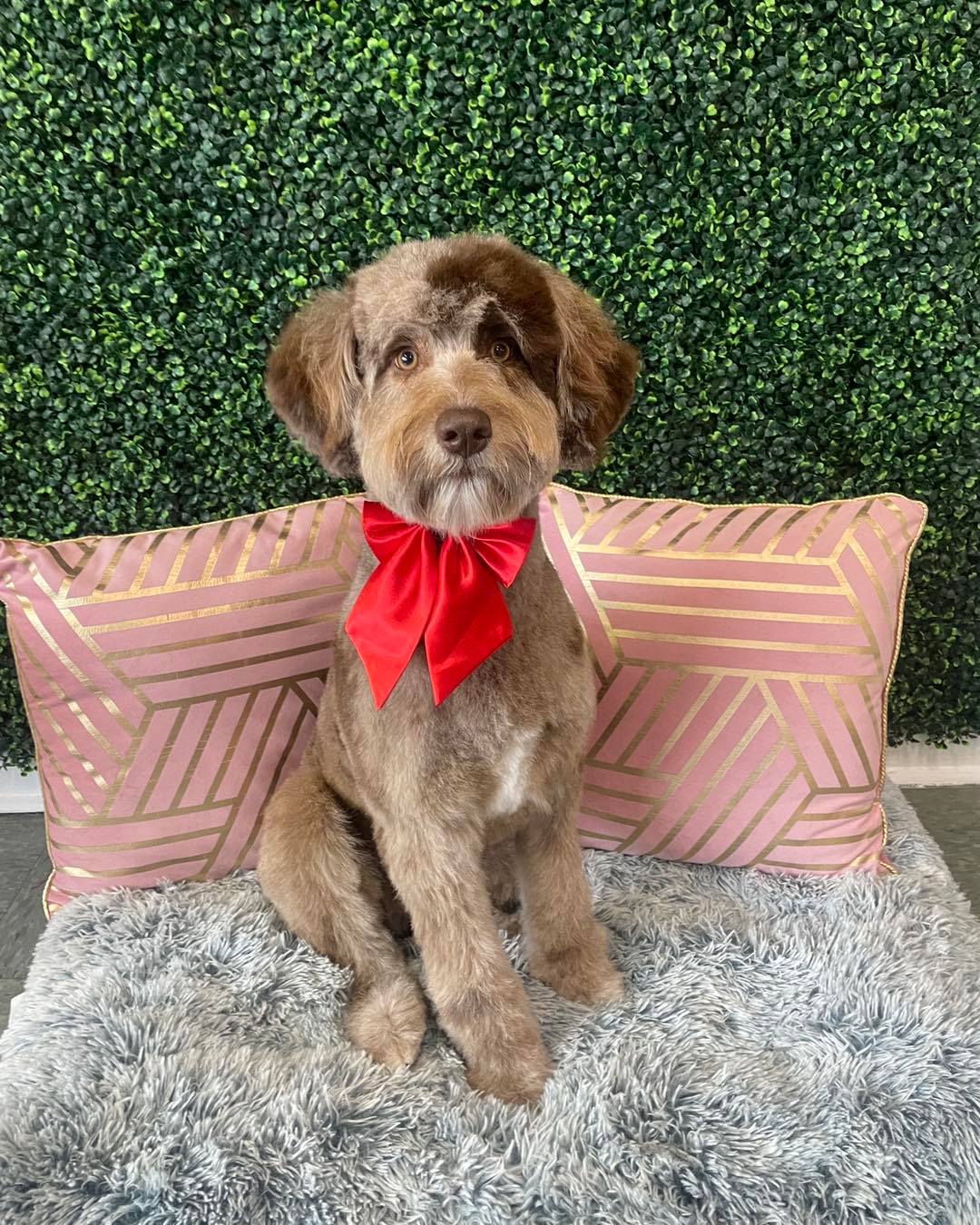 Dog grooming services