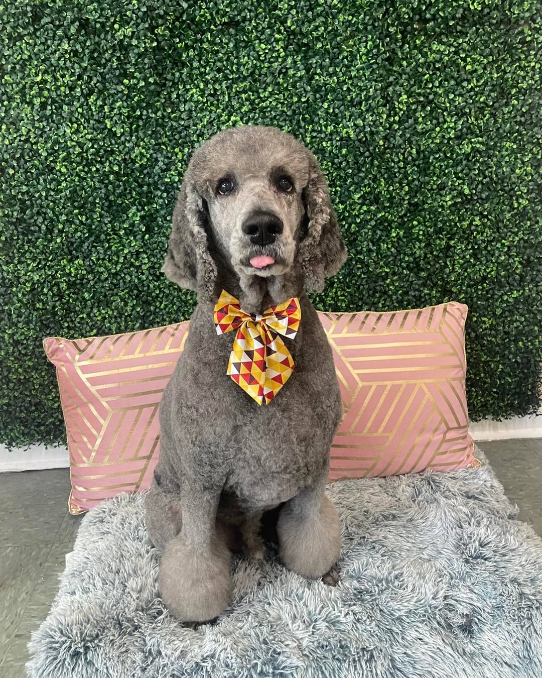 Dog grooming services