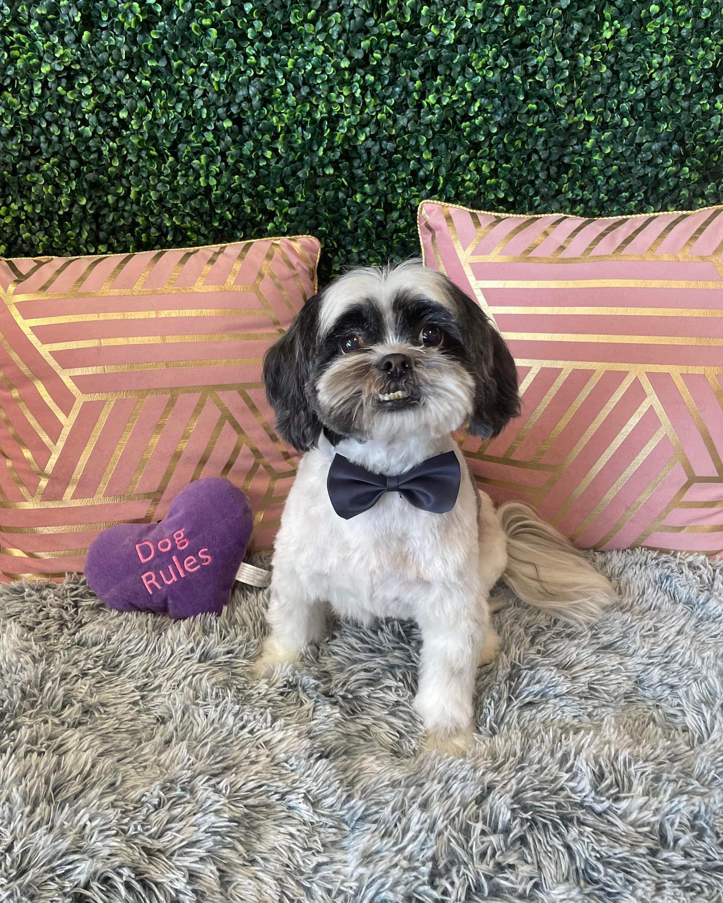 Dog grooming services