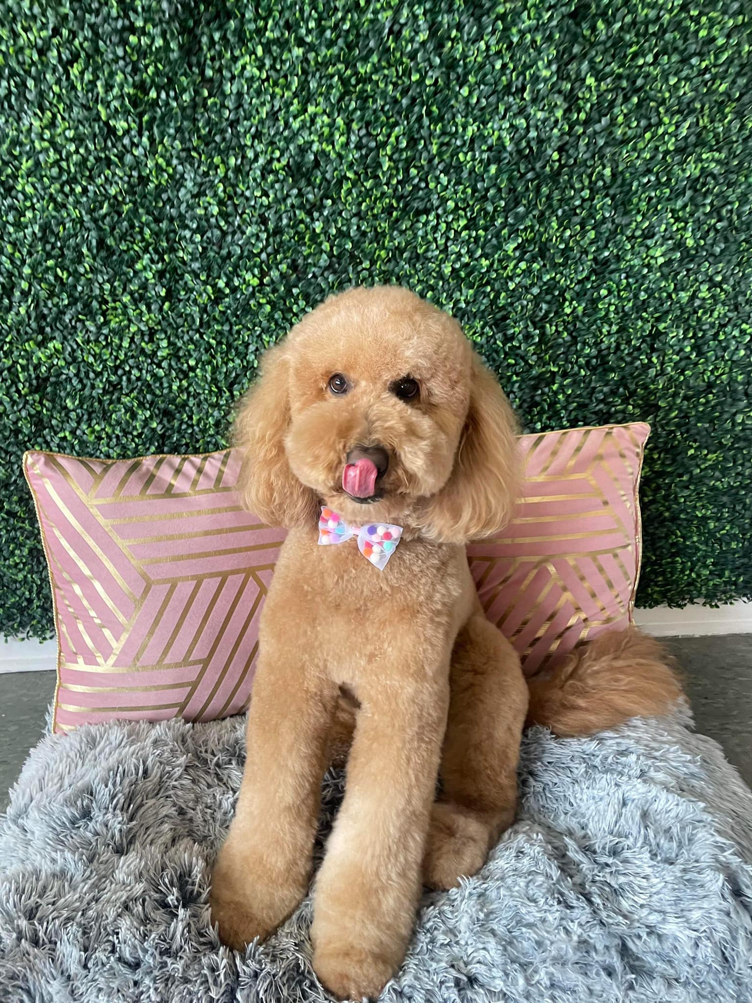 Dog grooming services