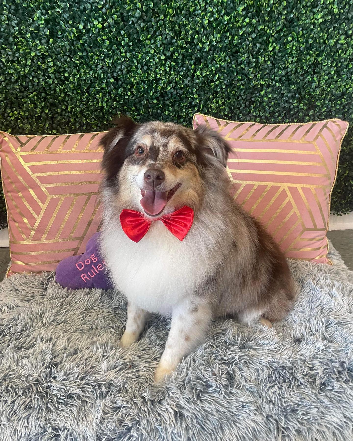 Dog grooming services