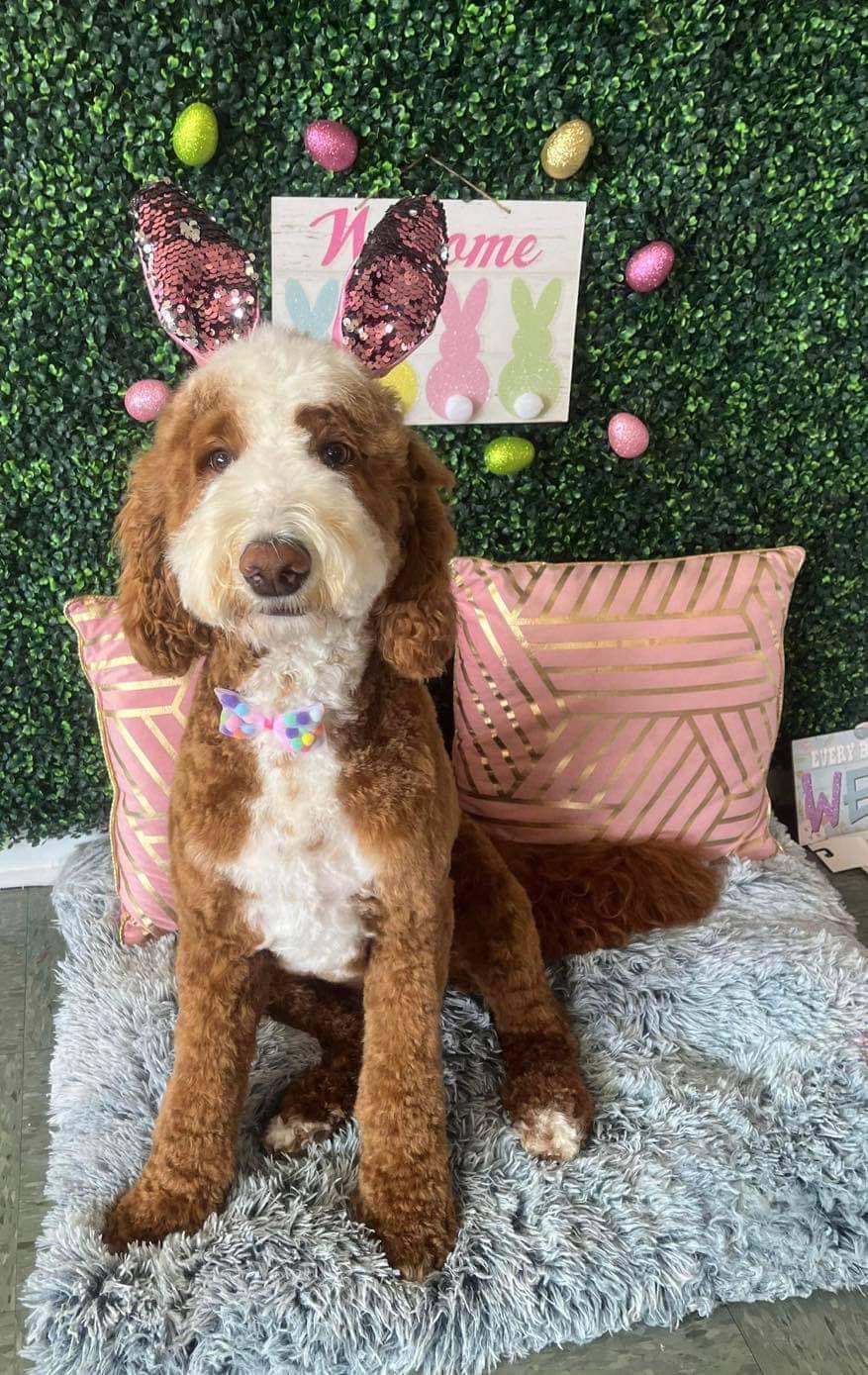 Dog grooming services