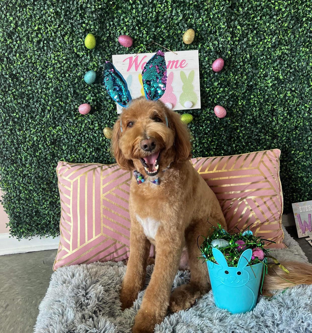 Dog grooming services