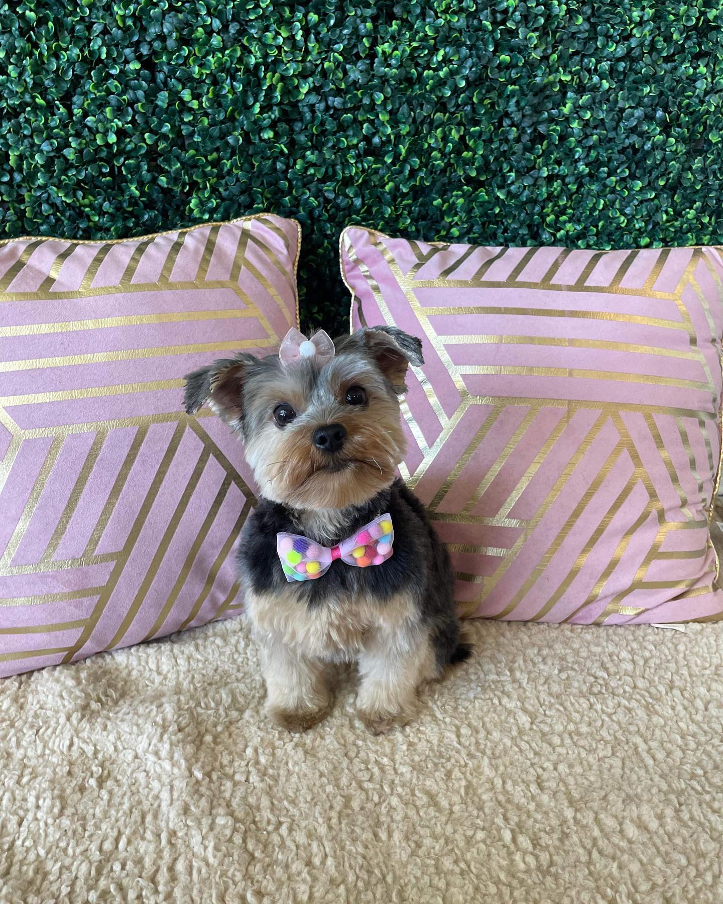 Dog grooming services