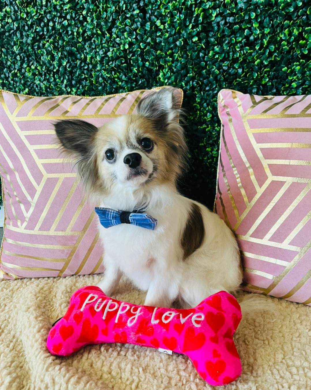 Dog grooming services