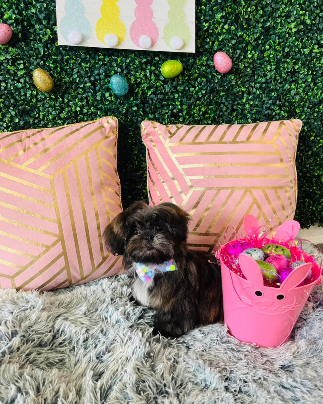 Dog grooming services