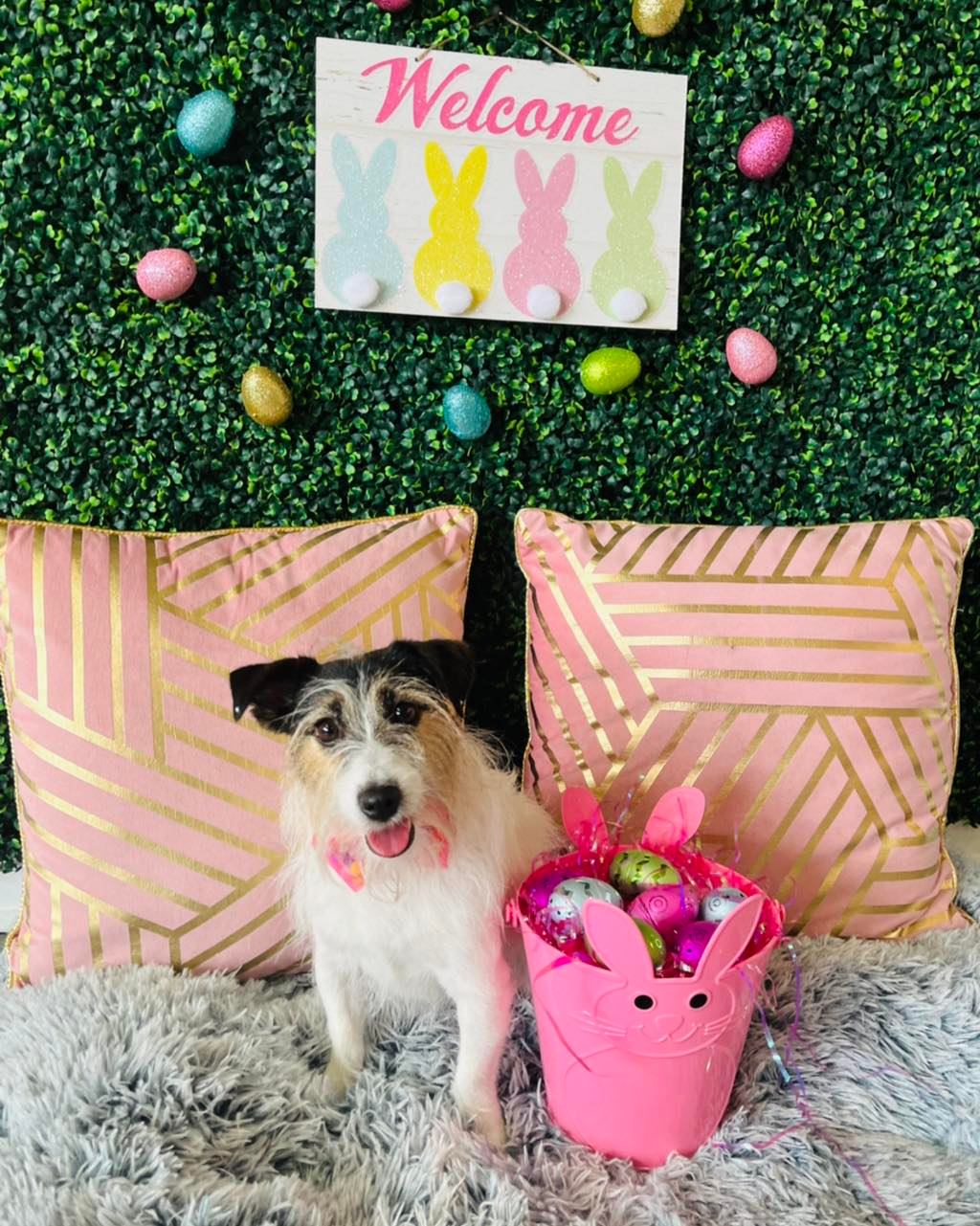 Dog grooming services