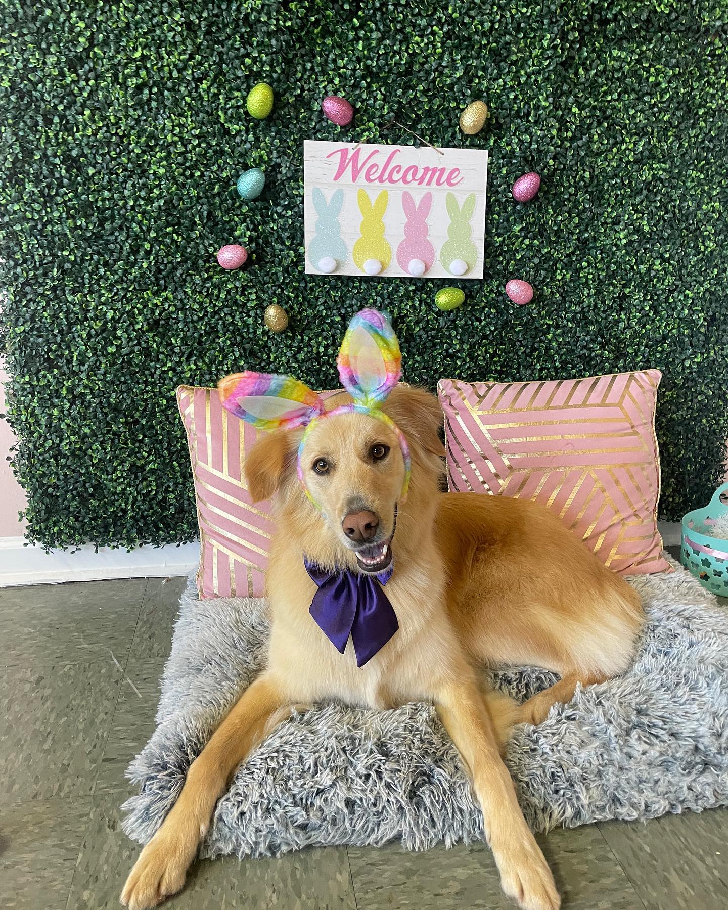 Dog grooming services