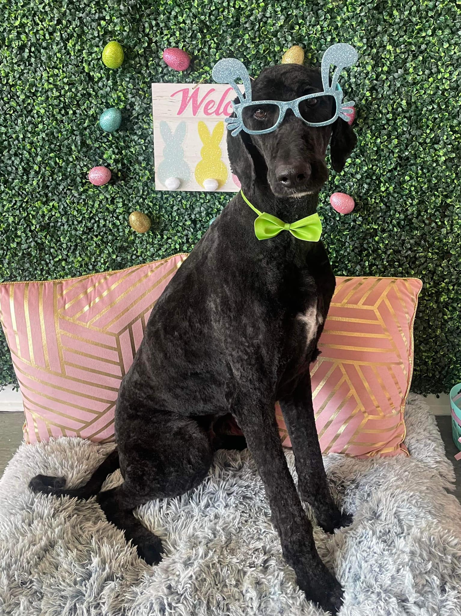 Dog grooming services