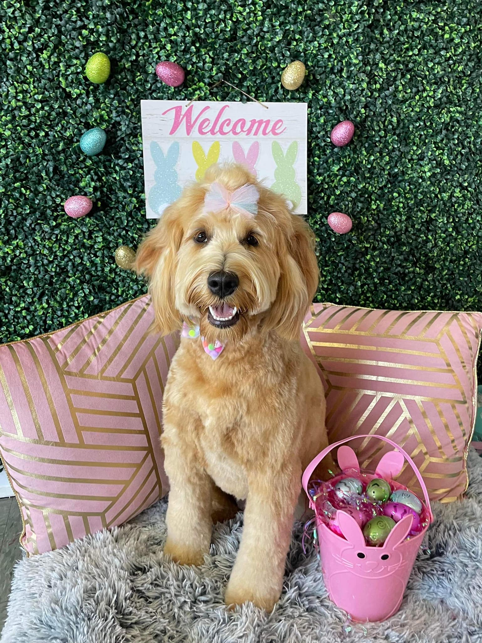 Dog grooming services