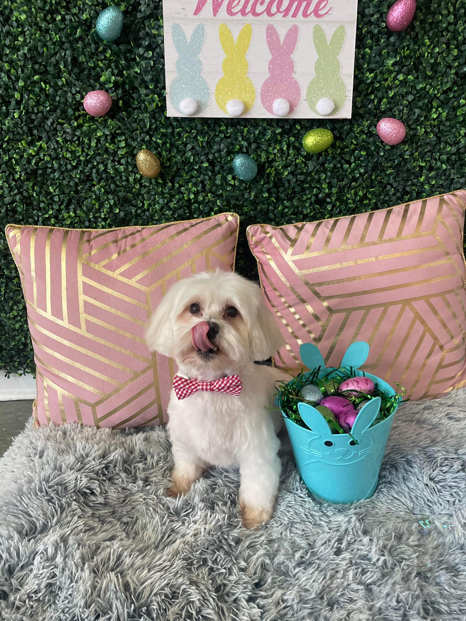 Dog grooming services