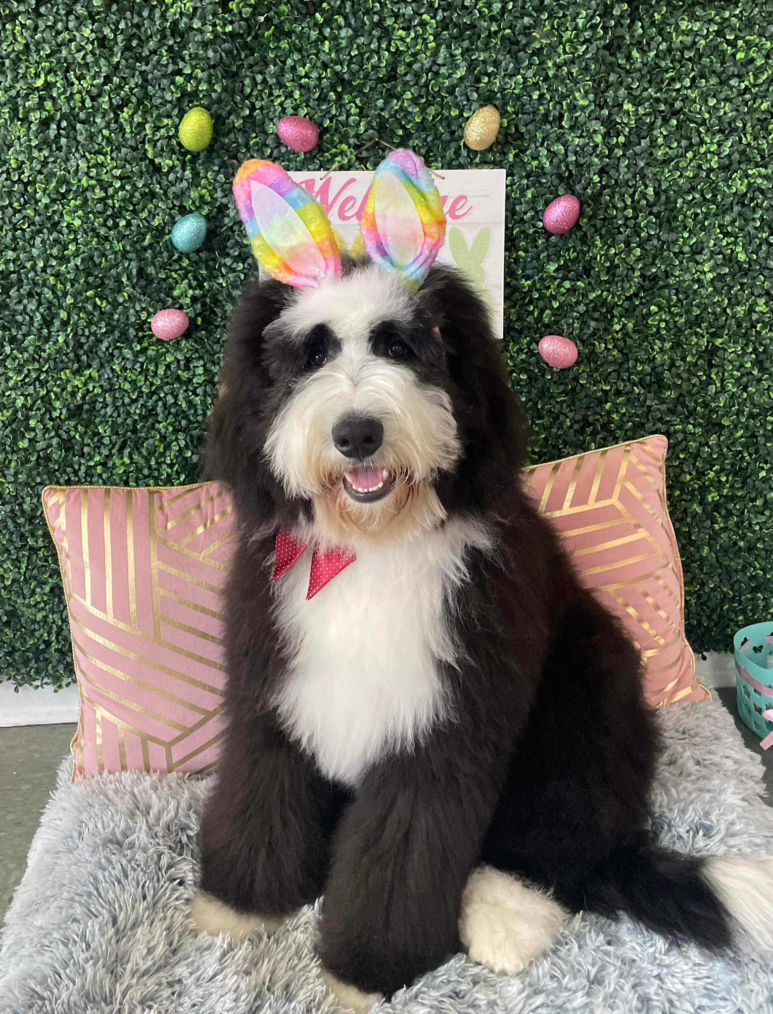 Dog grooming services