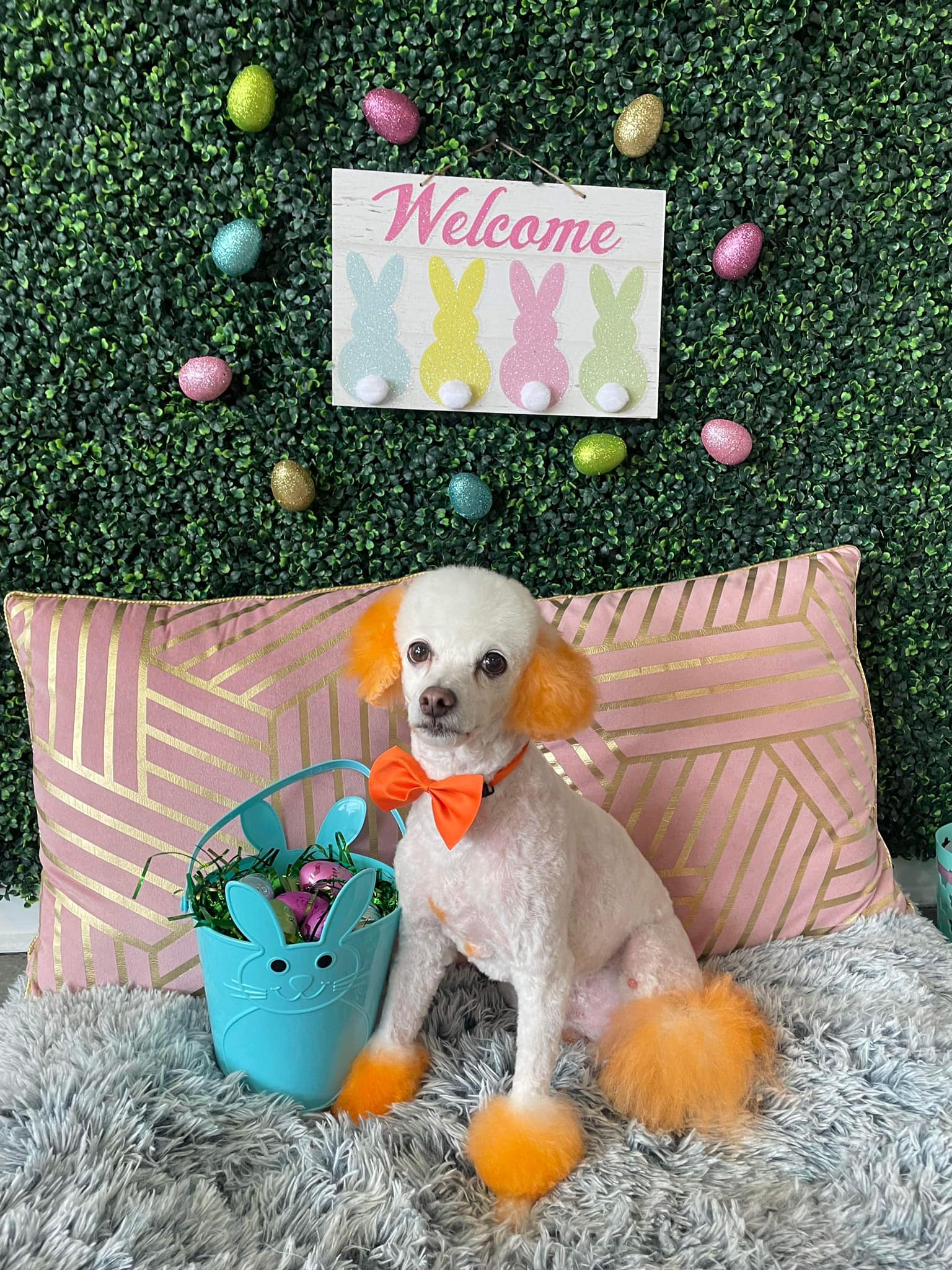 Dog grooming services