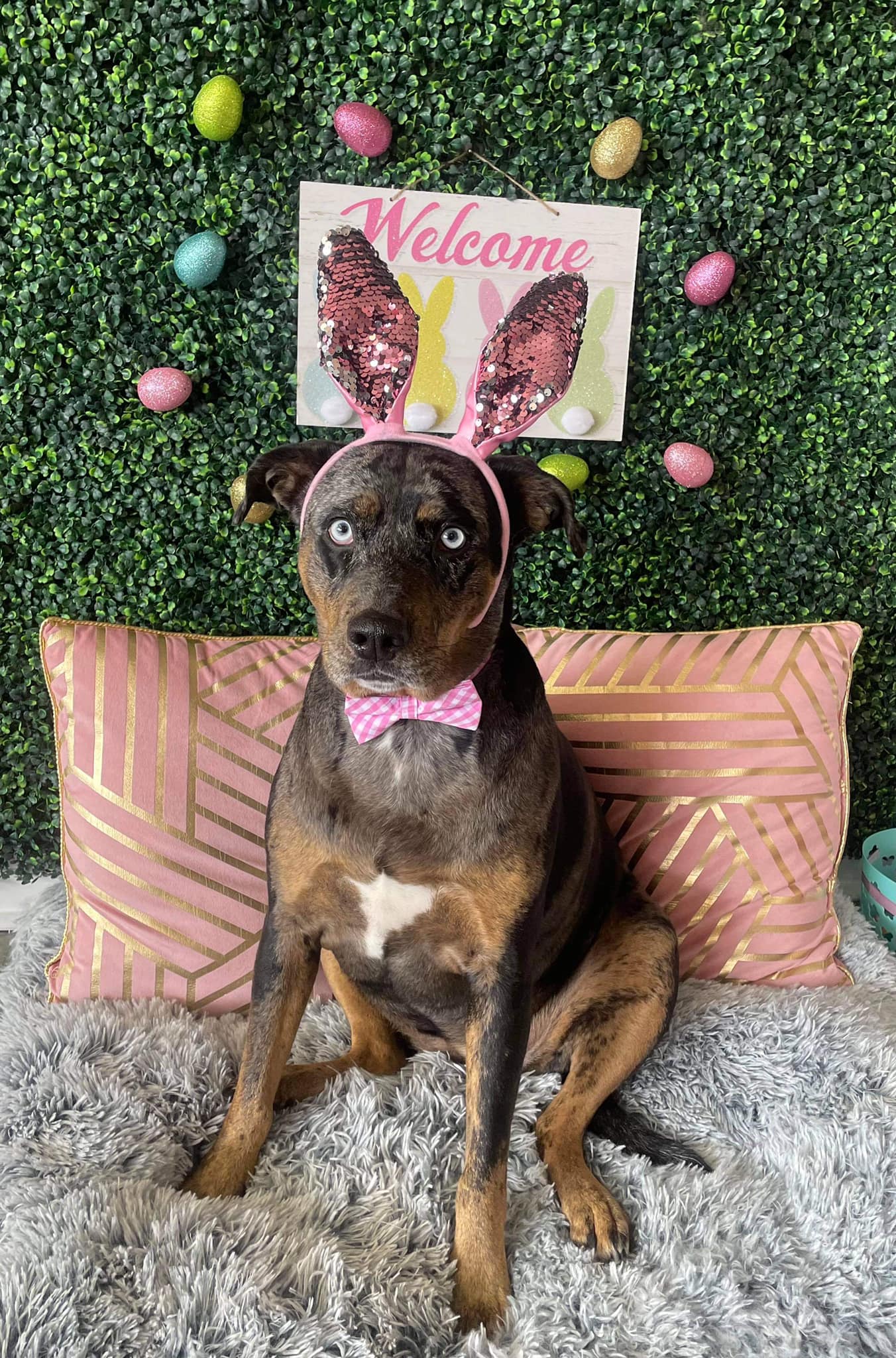 Dog grooming services