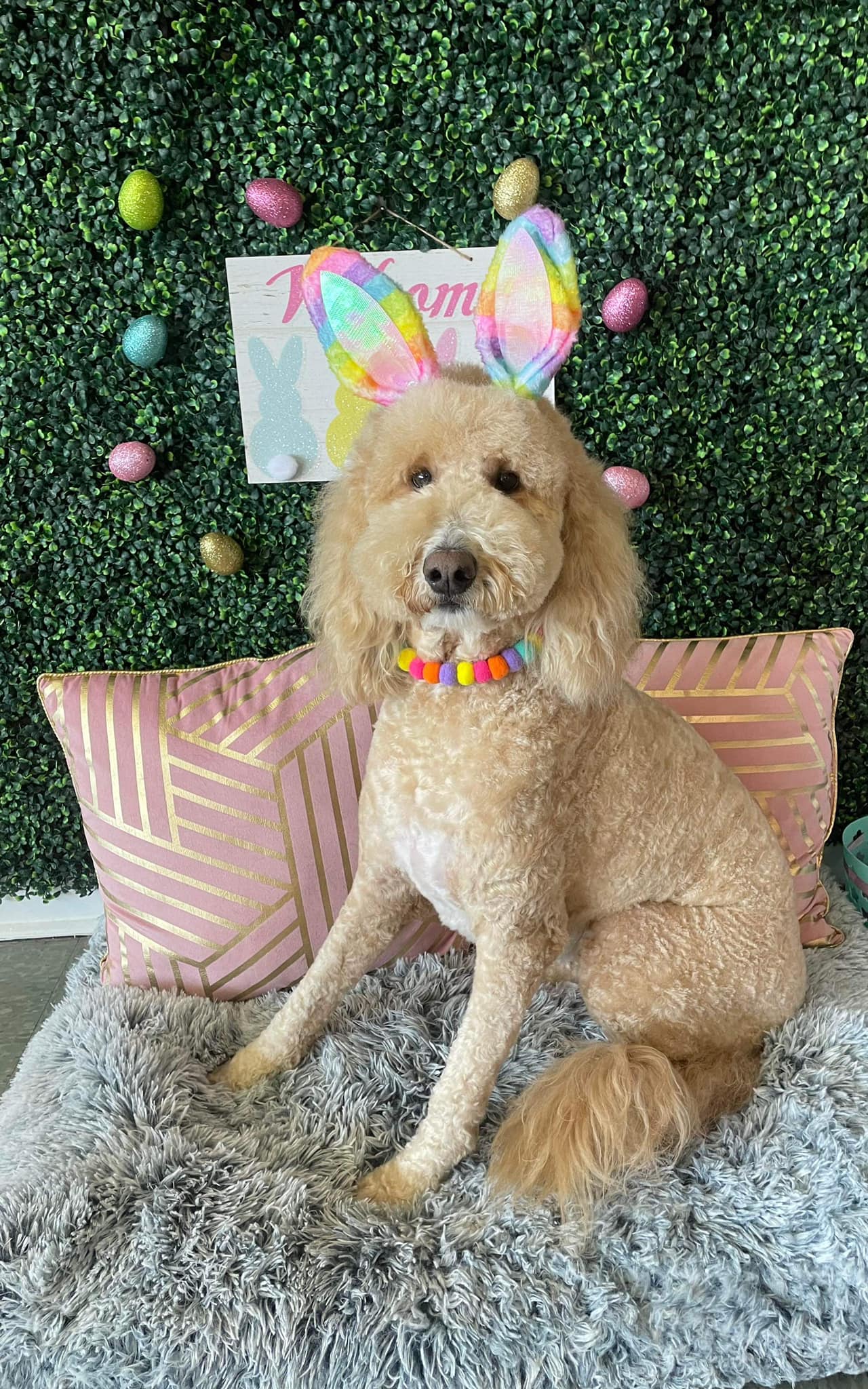 Dog grooming services