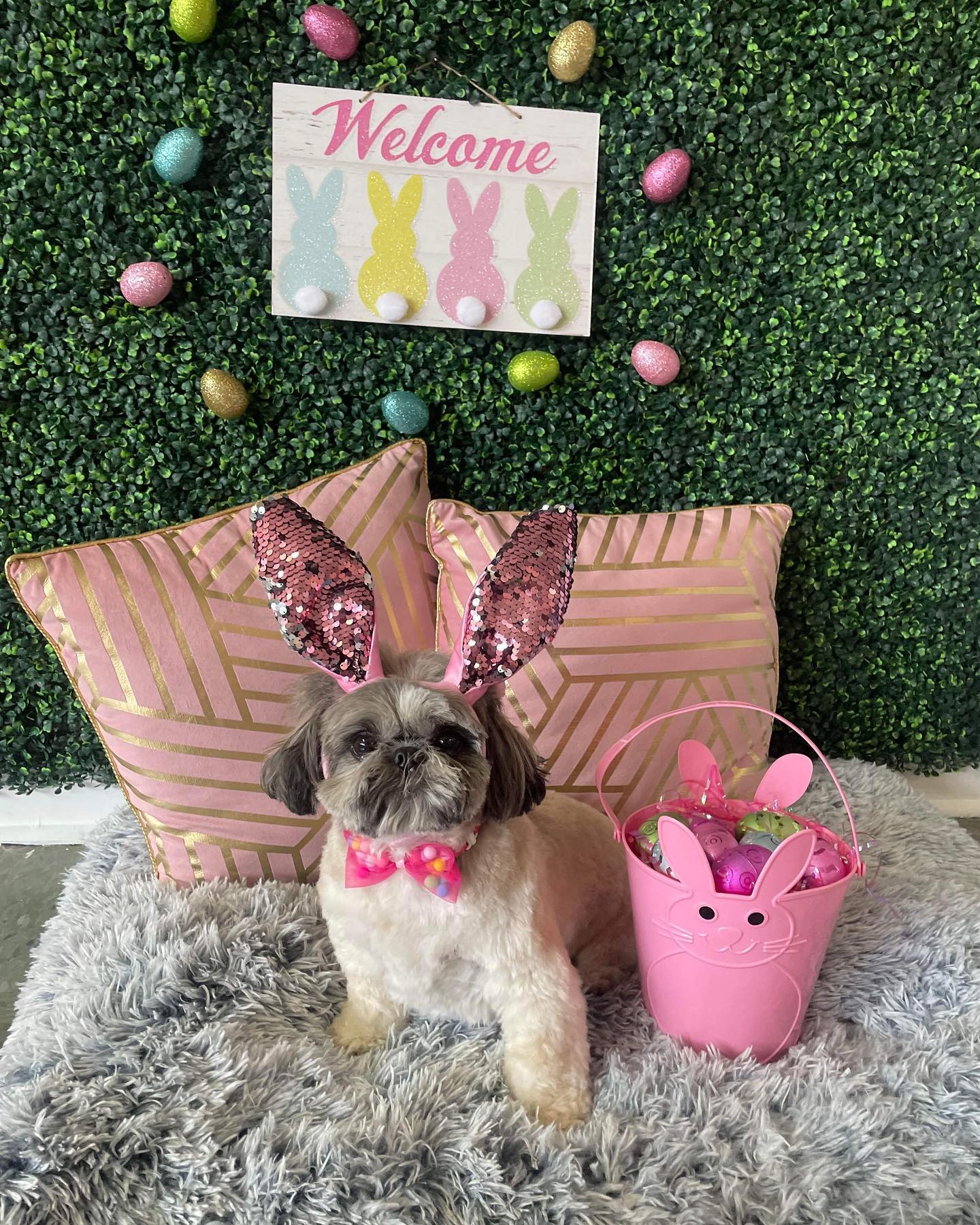 Dog grooming services