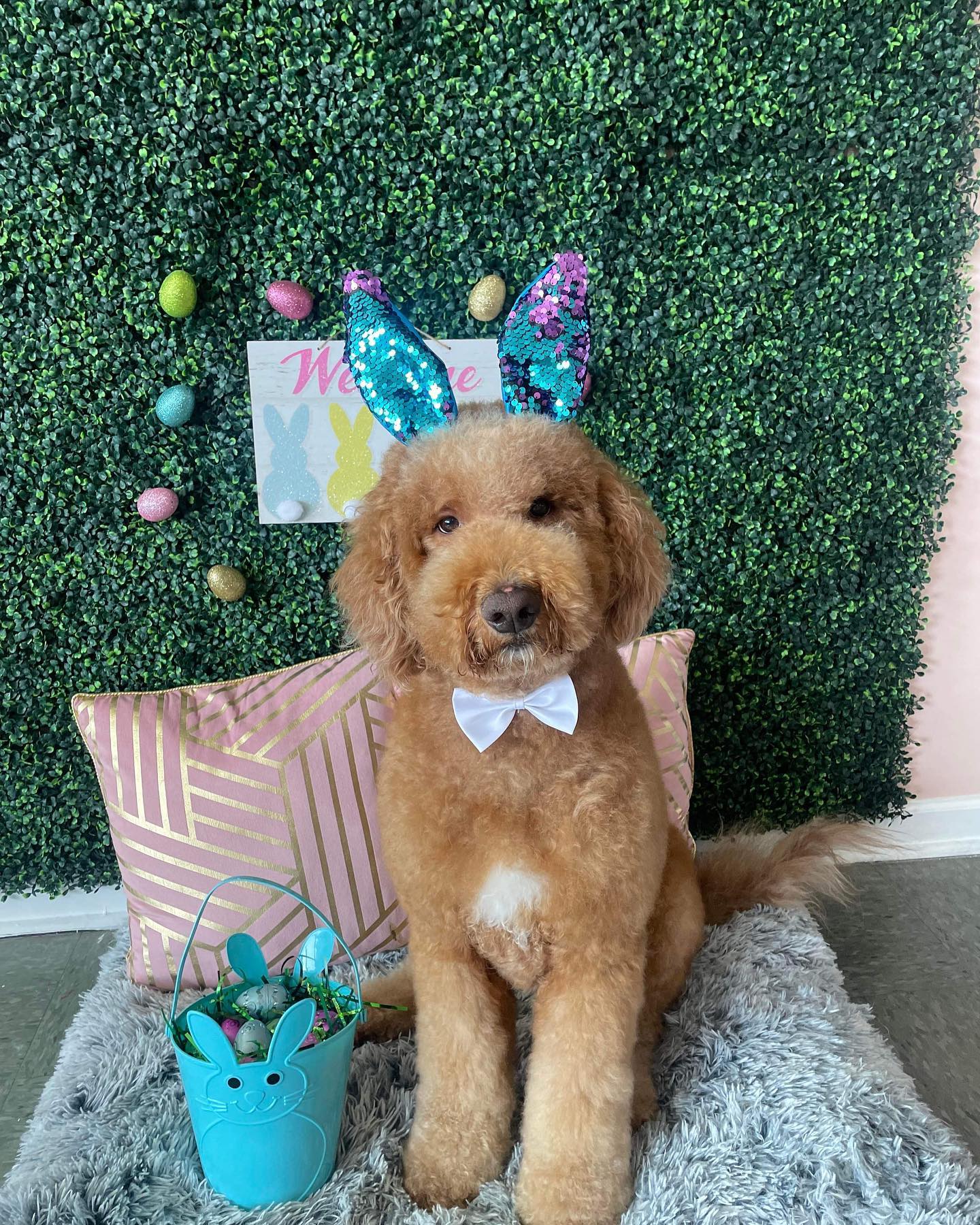 Dog grooming services