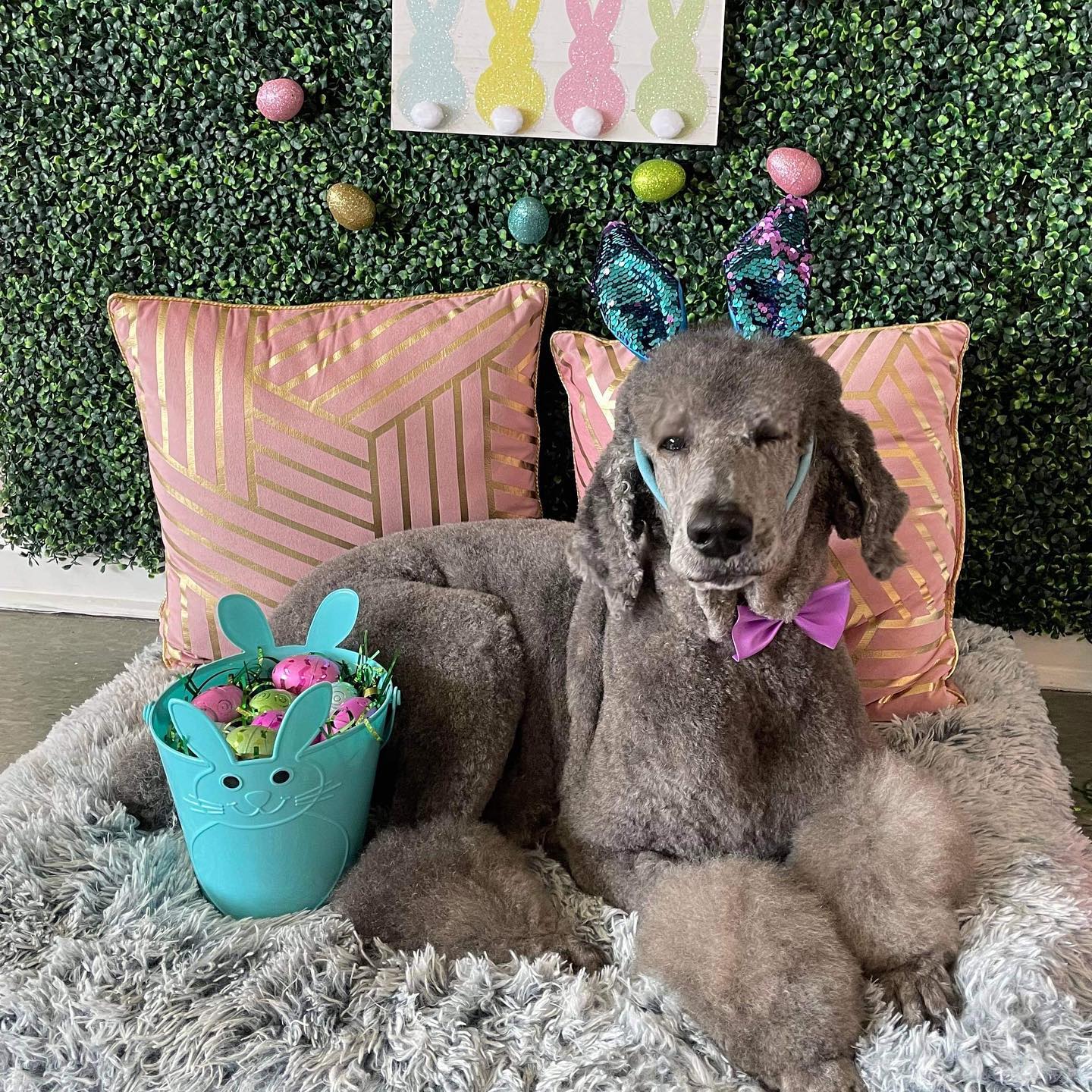 Dog grooming services