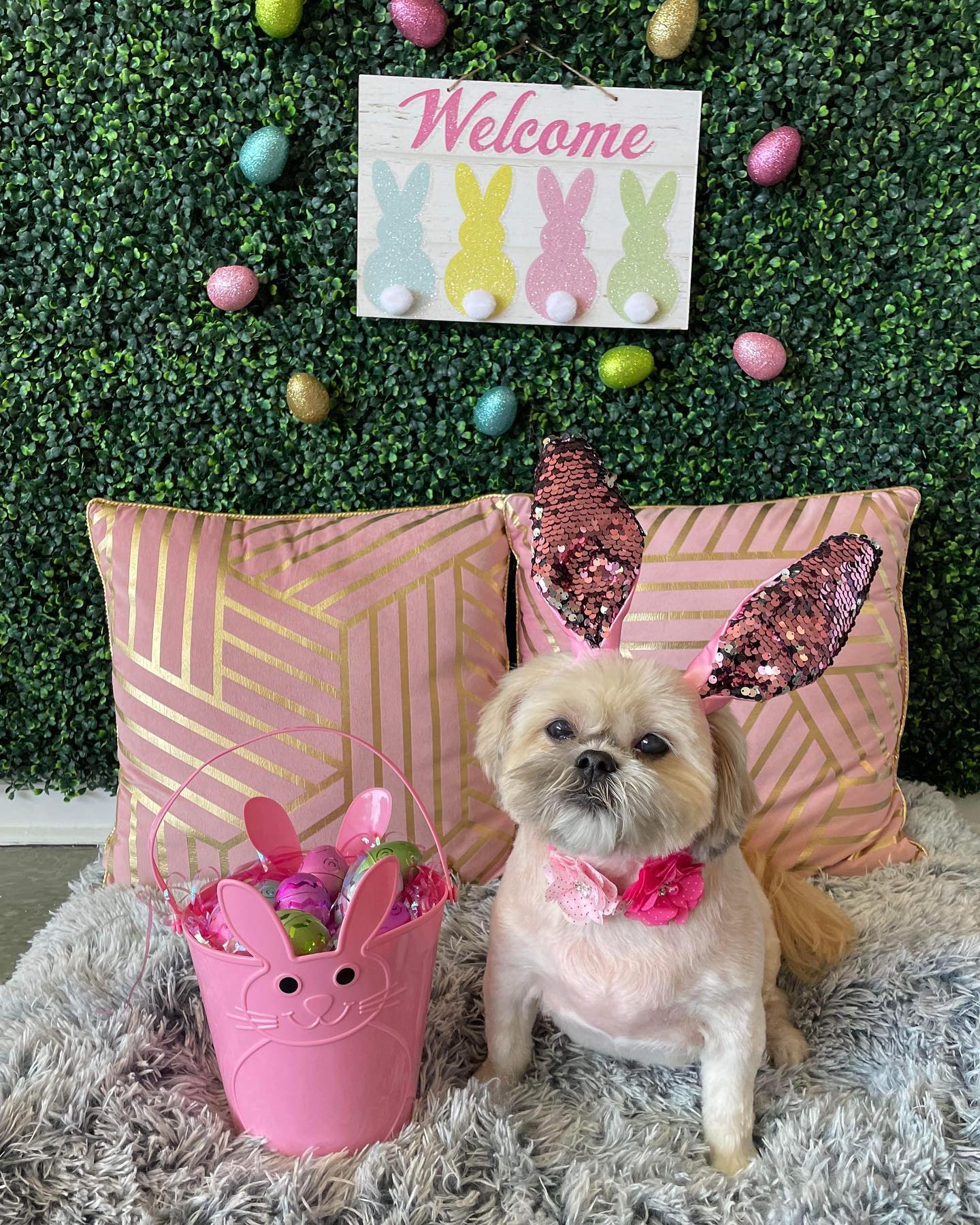 Dog grooming services