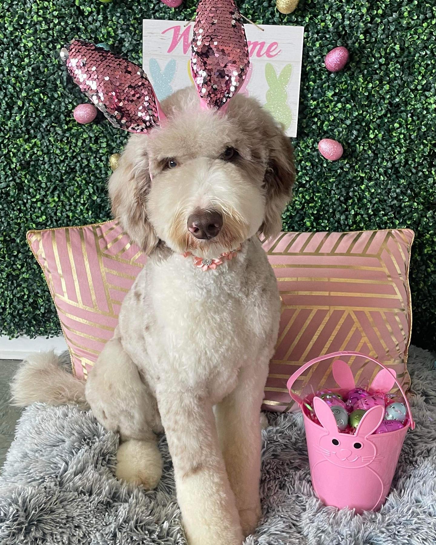 Dog grooming services