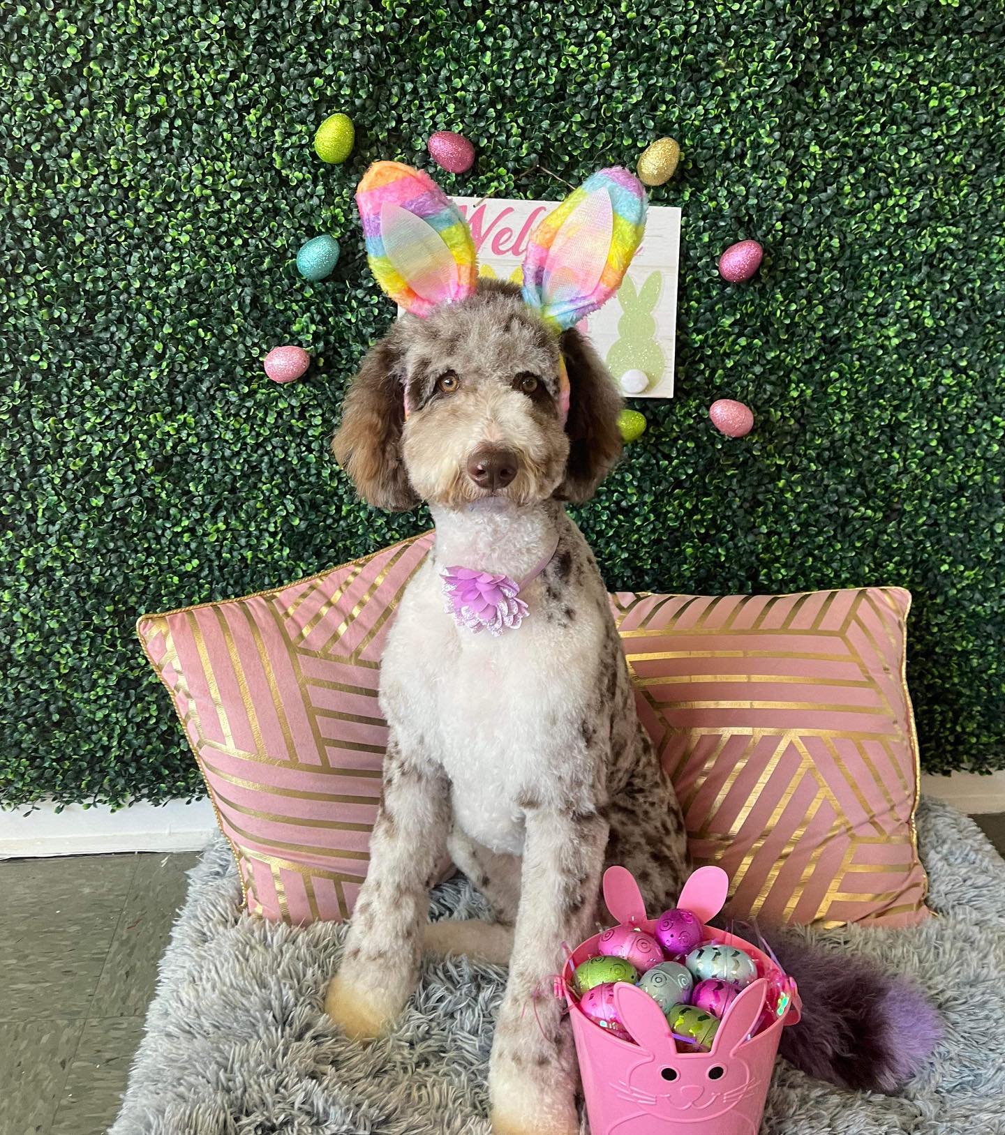 Dog grooming services