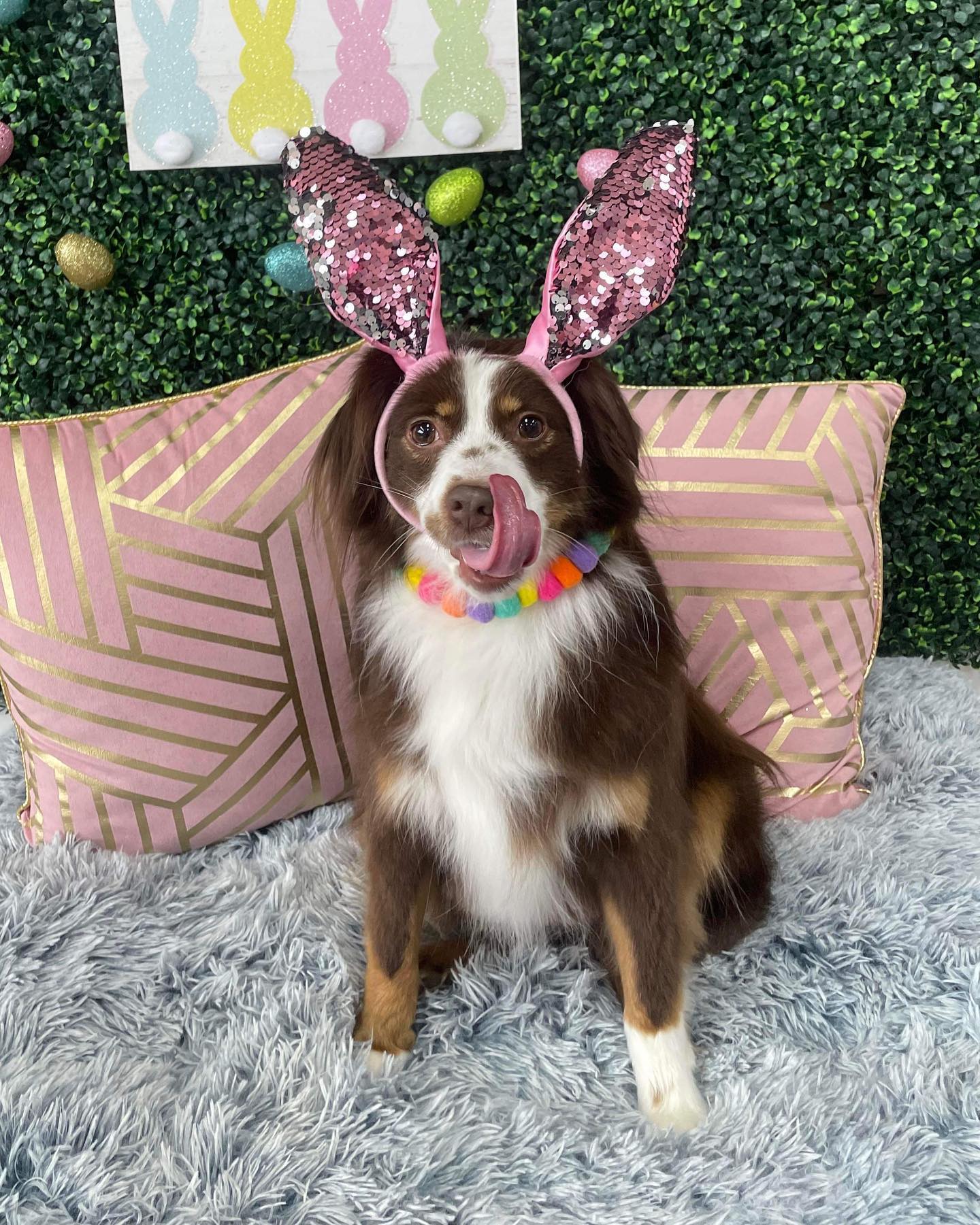 Dog grooming services