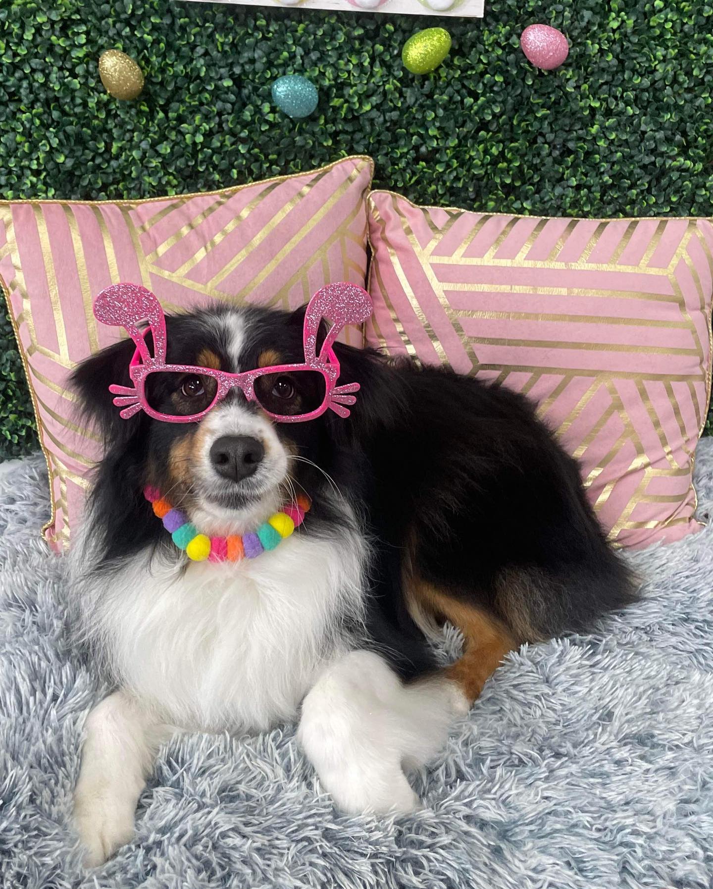 Dog grooming services