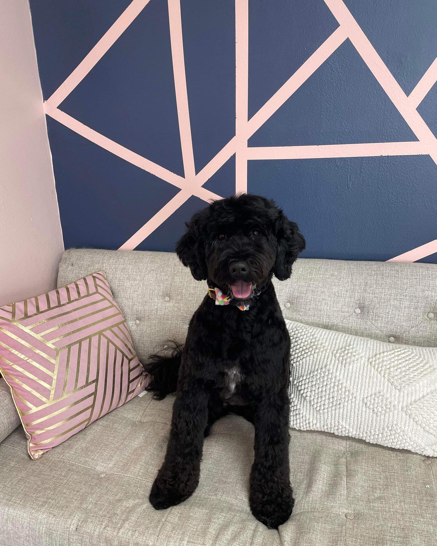 Dog grooming services