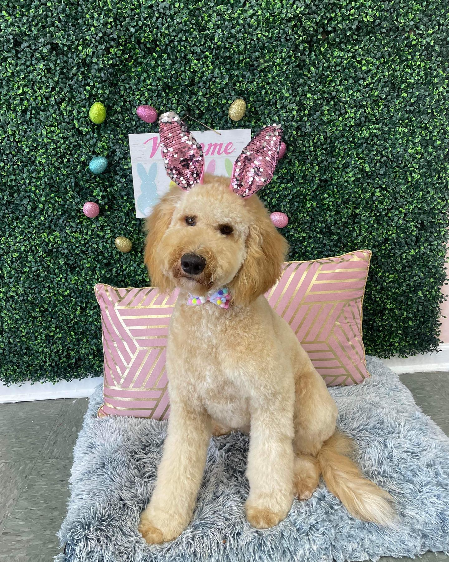 Dog grooming services