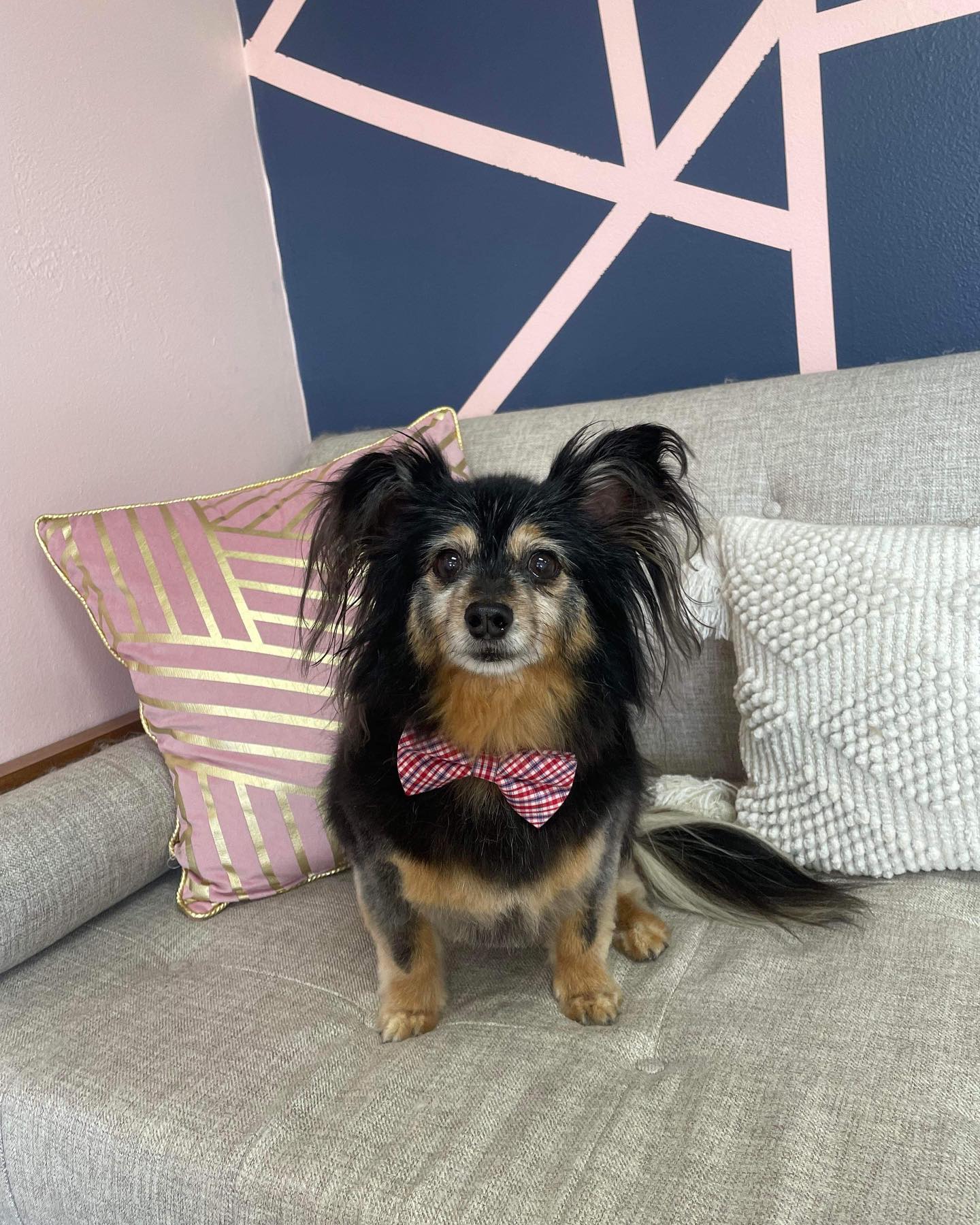 Dog grooming services