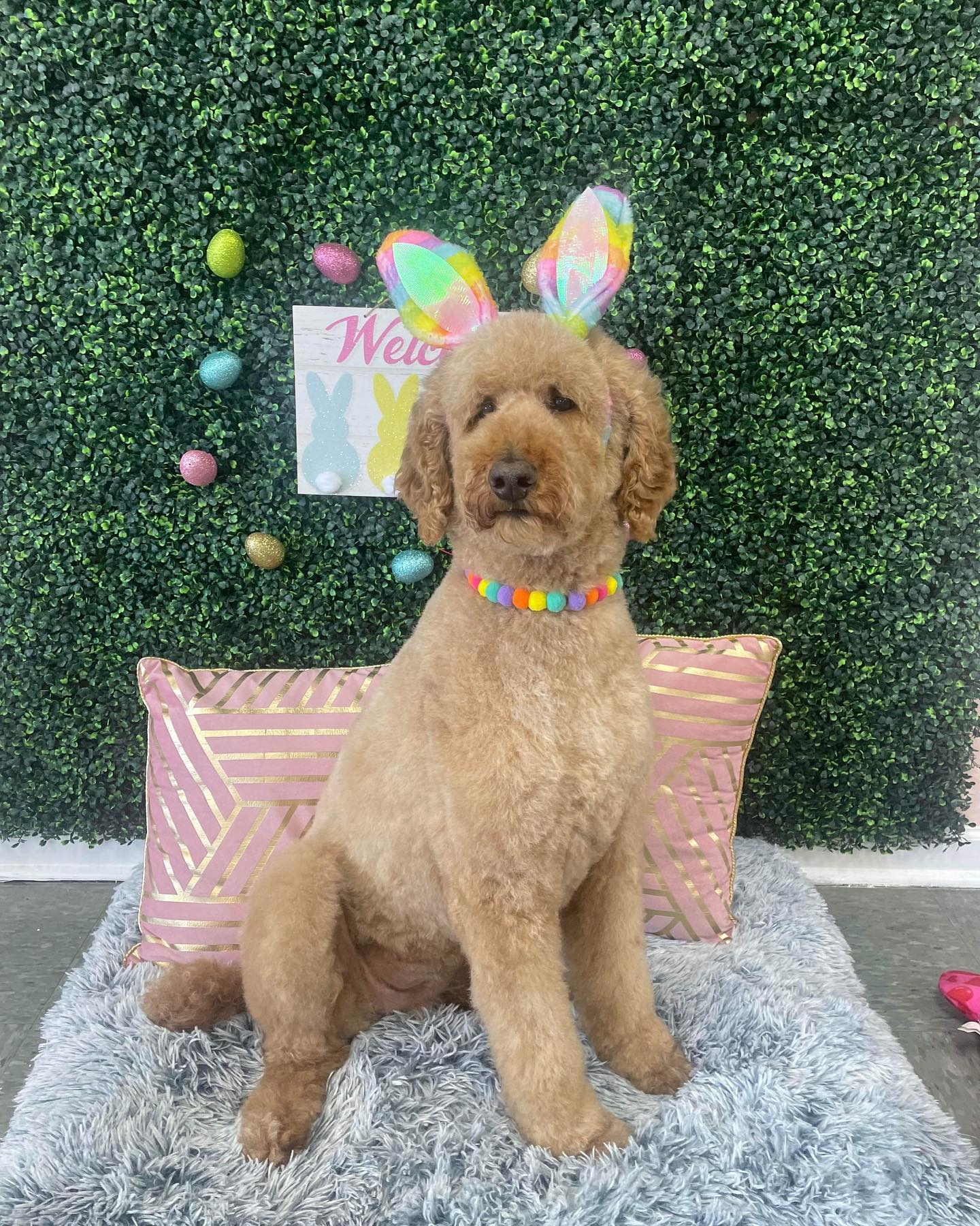 Dog grooming services