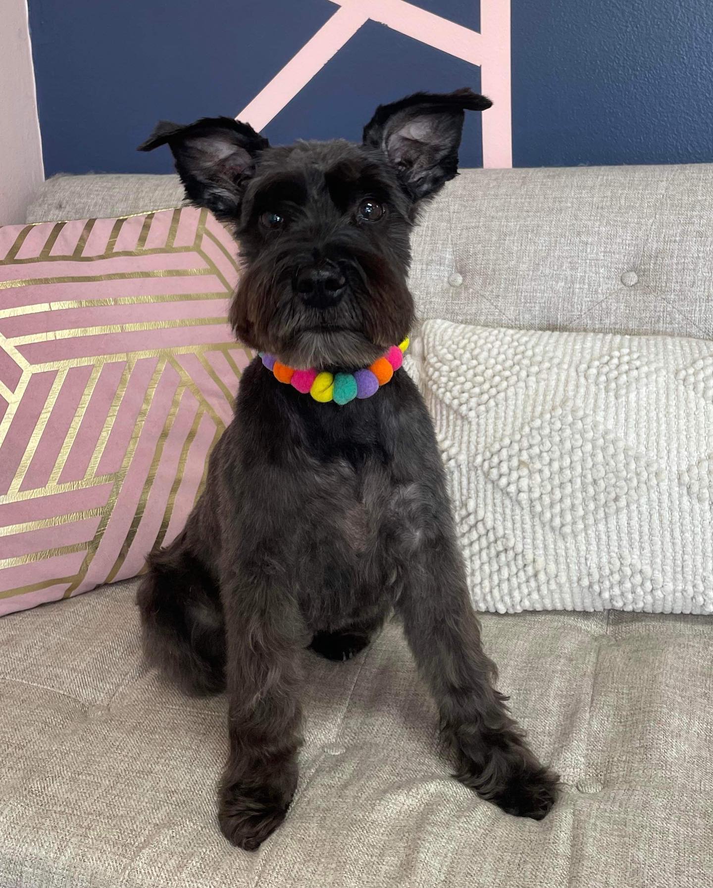 Dog grooming services