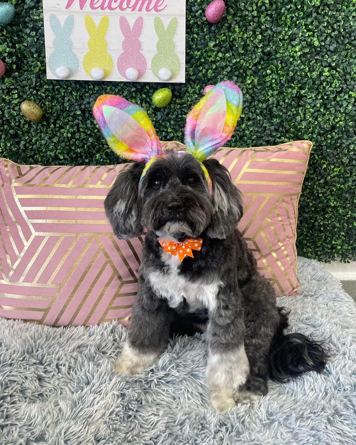 Dog grooming services