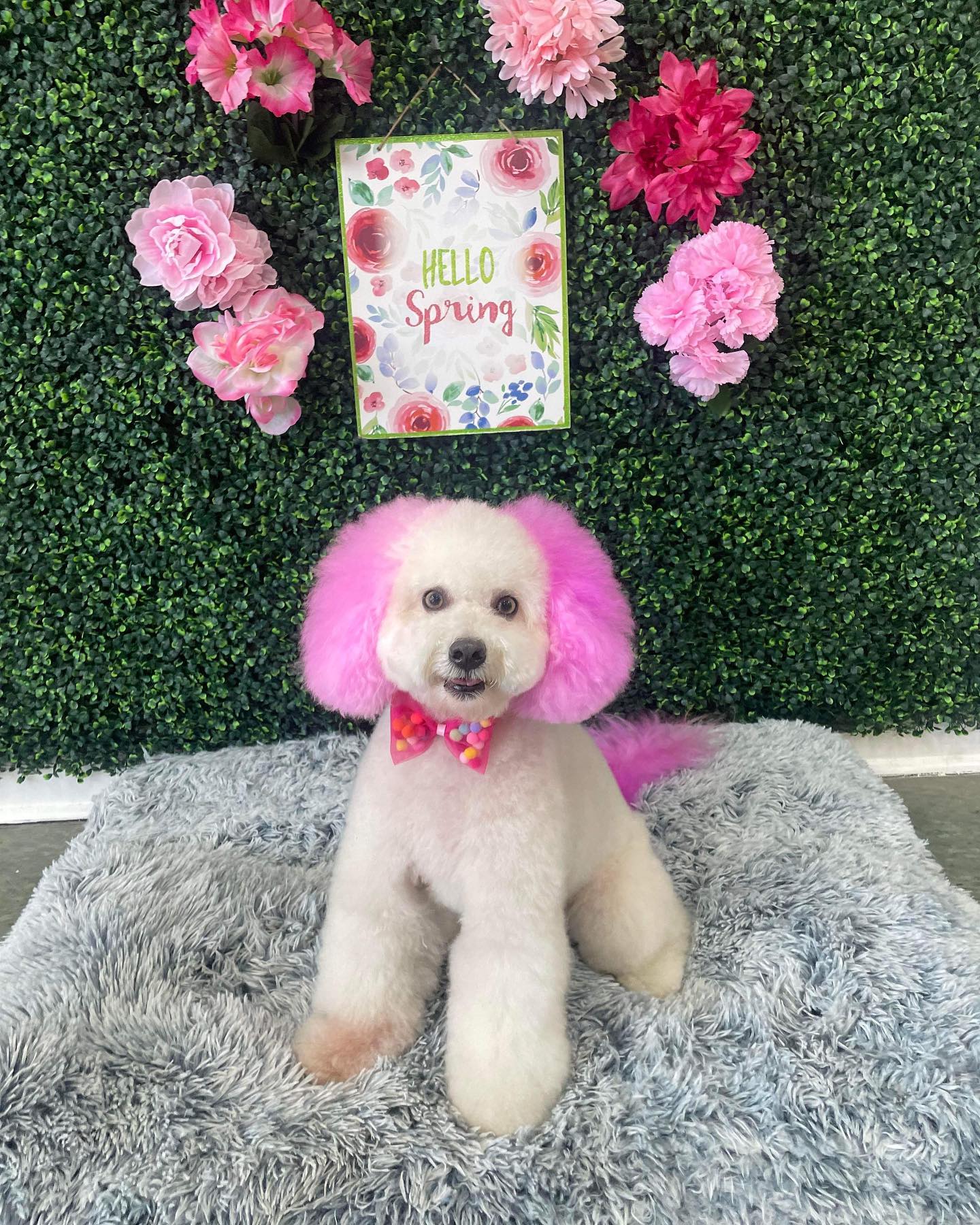 Dog grooming services