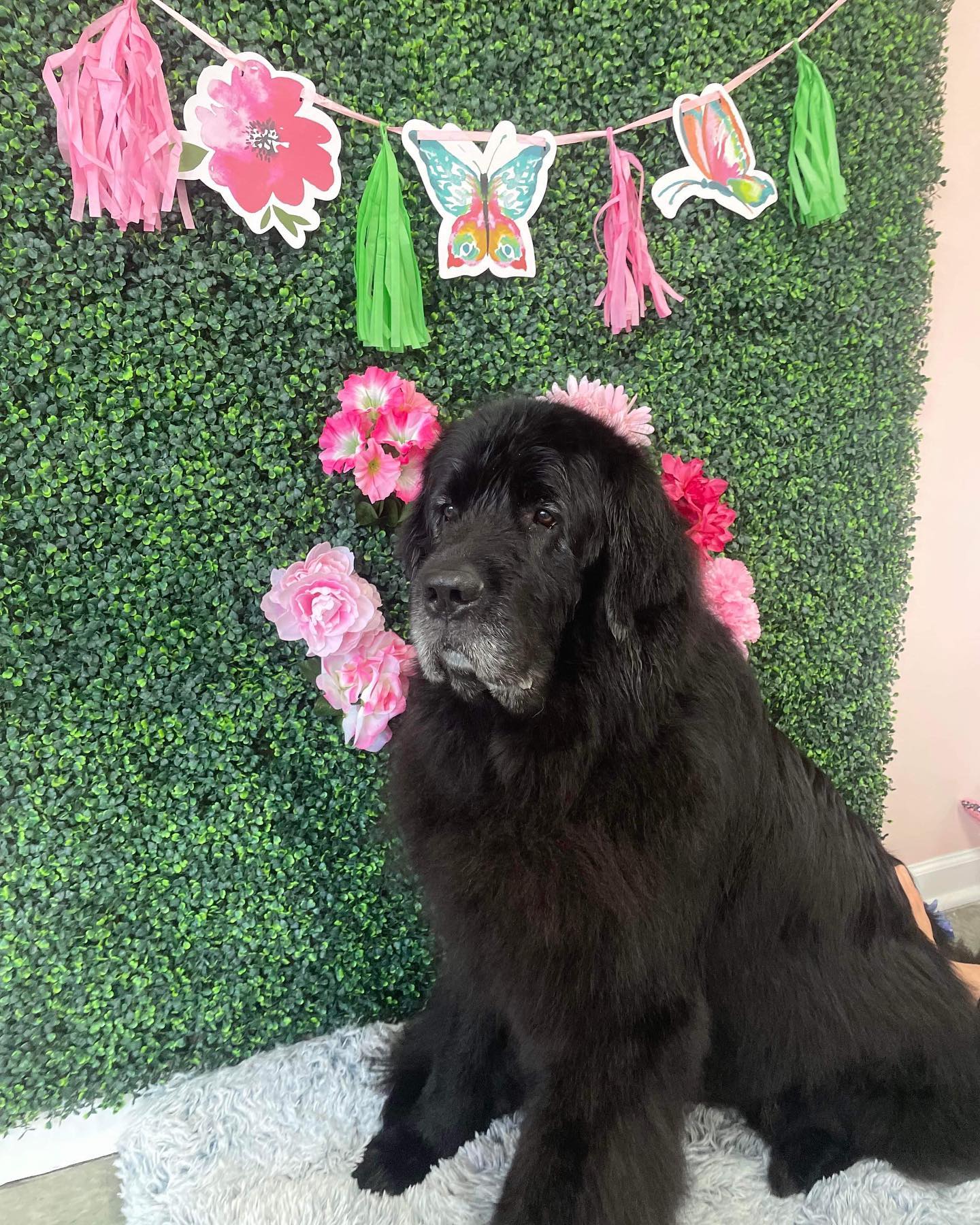 Dog grooming services