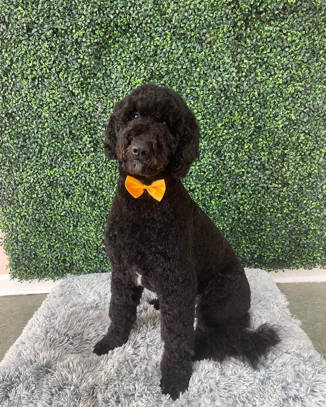 Dog grooming services